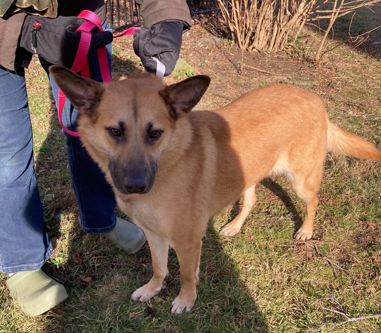 Claudia, Adoptable, Young Female Shepherd.