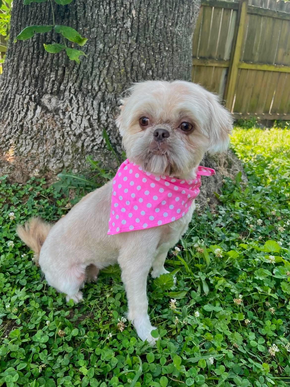 Hollie, Adoptable, Young Female Shih Tzu.