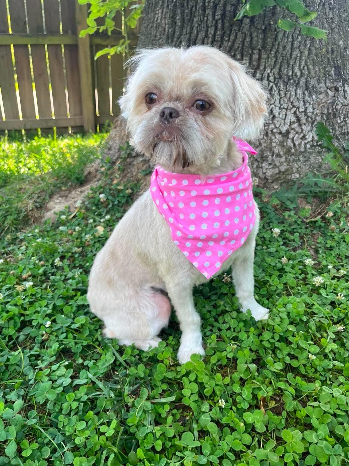 Enlarge Hollie, a Adoptable Shih Tzu in Richmond, KY image 2/4