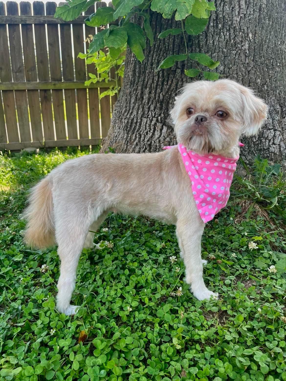 Enlarge Hollie, a Adoptable Shih Tzu in Richmond, KY image 3/4