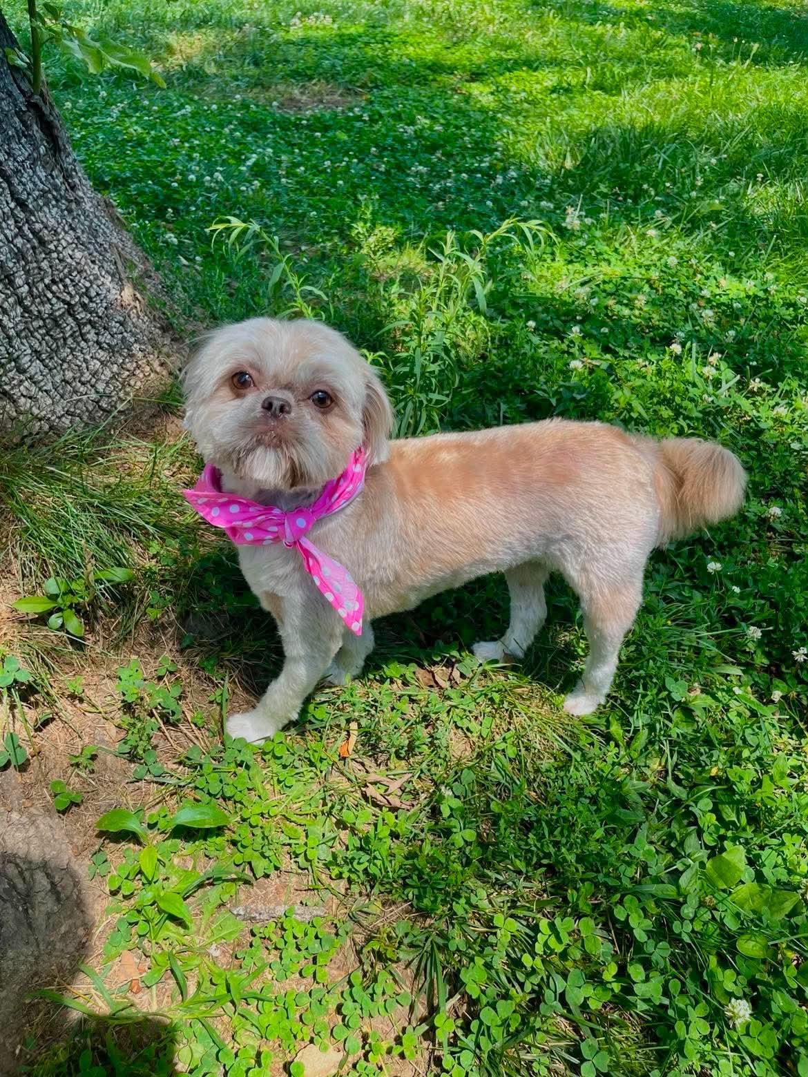 Enlarge Hollie, a Adoptable Shih Tzu in Richmond, KY image 4/4