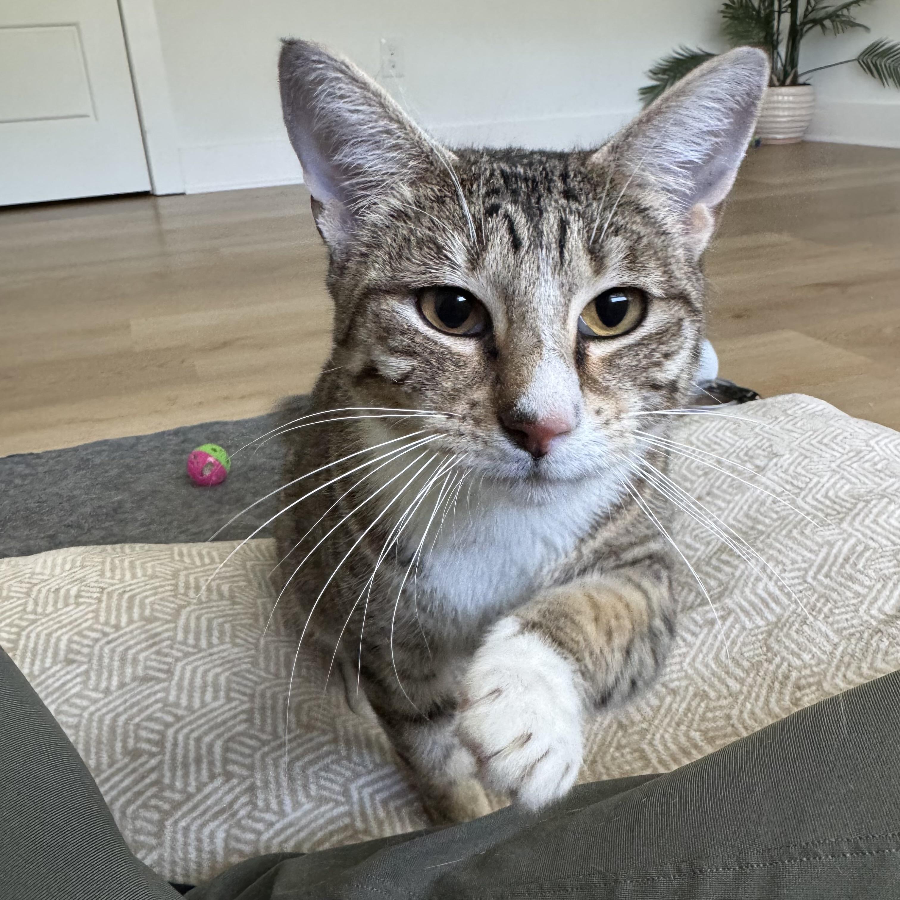 Lola, an adoptable Domestic Short Hair in Bentonville, AR, 72712 | Photo Image 2