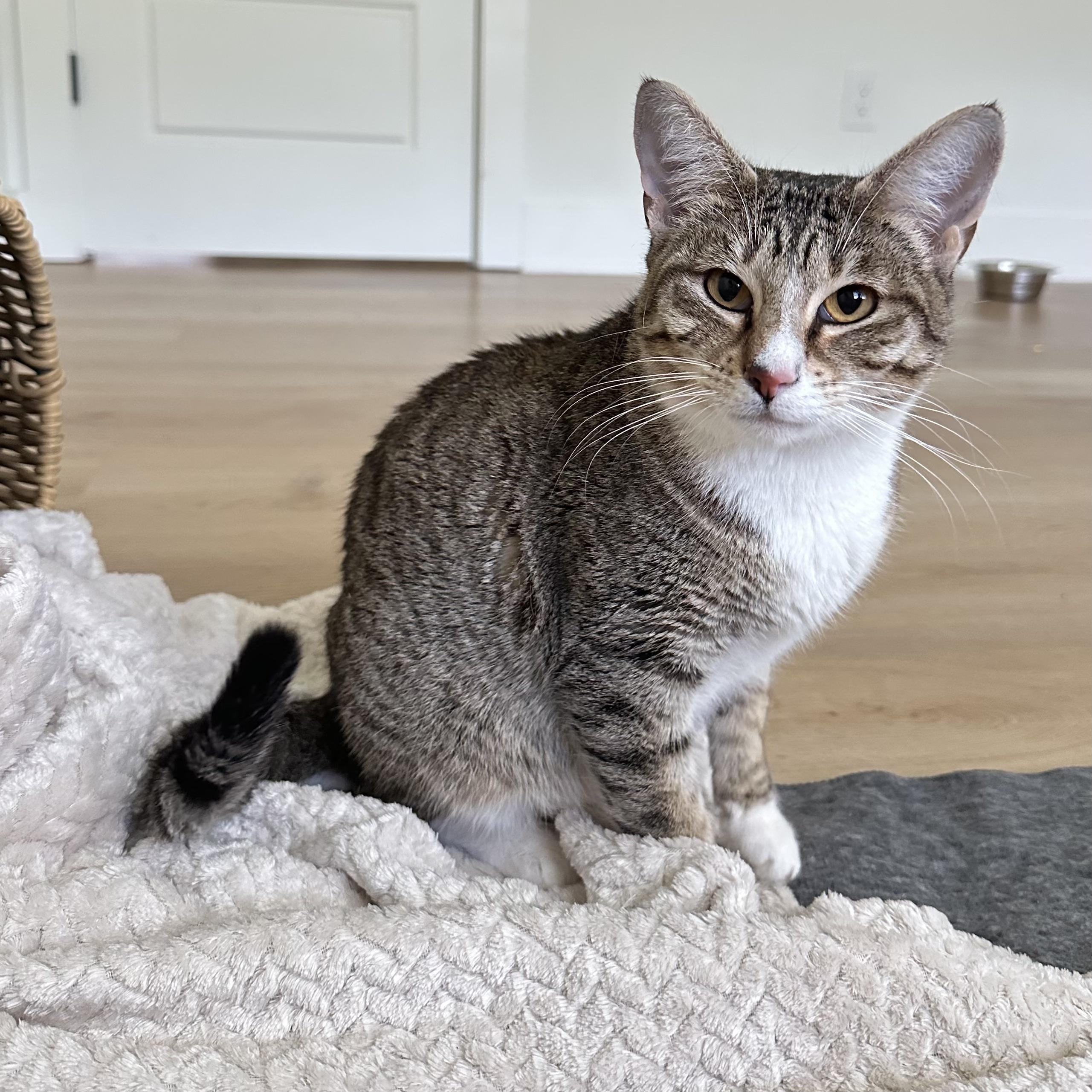 Lola, an adoptable Domestic Short Hair in Bentonville, AR, 72712 | Photo Image 1