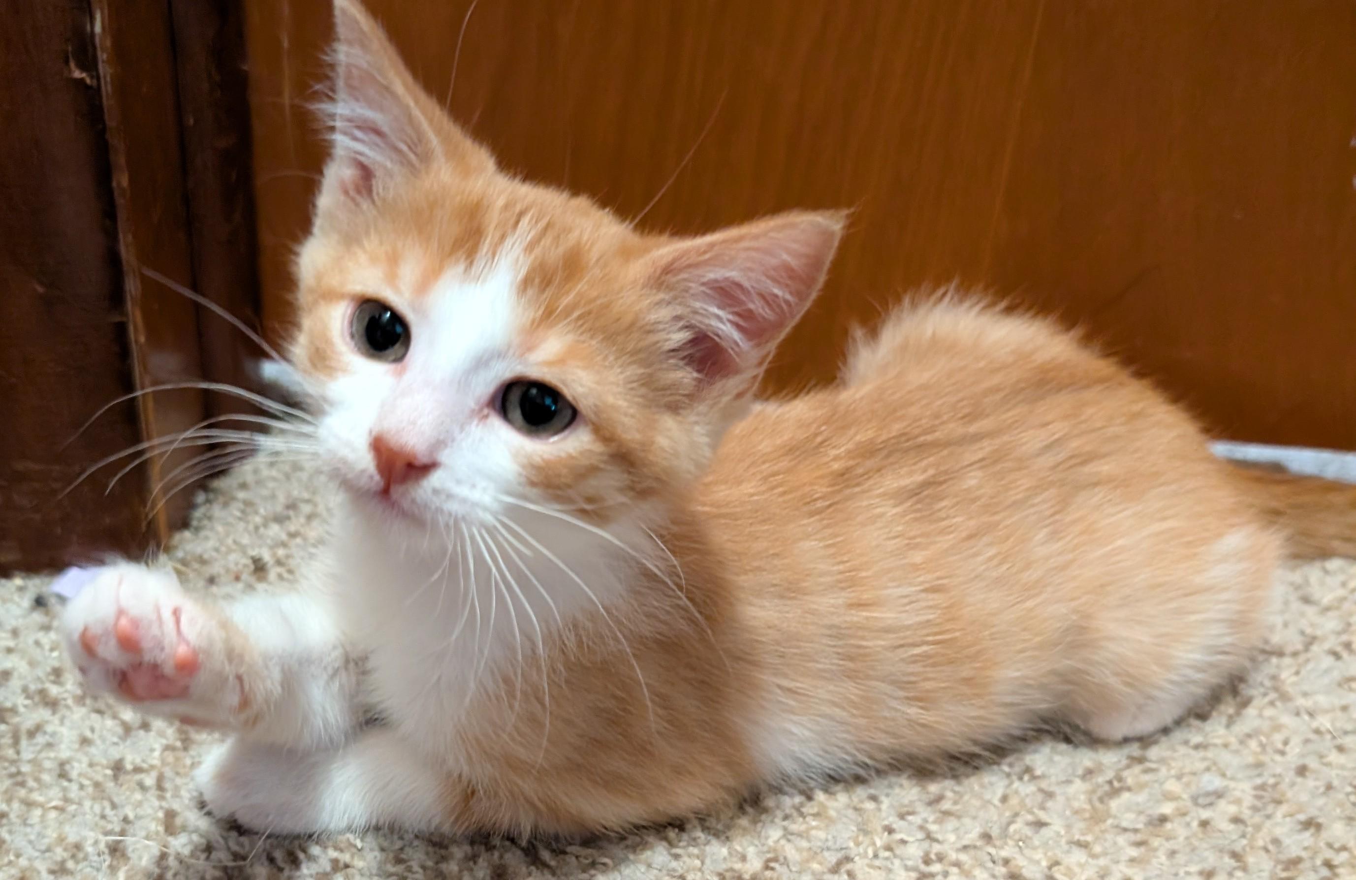 Enlarge Parmesan, a Adoptable Domestic Short Hair in Wadsworth, OH image 2/3