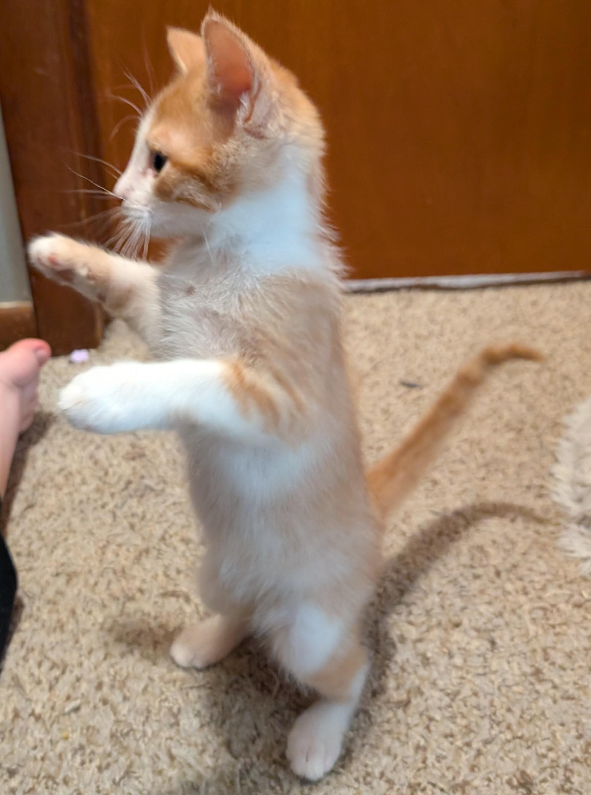 Parmesan, Adoptable, Kitten Male Domestic Short Hair.