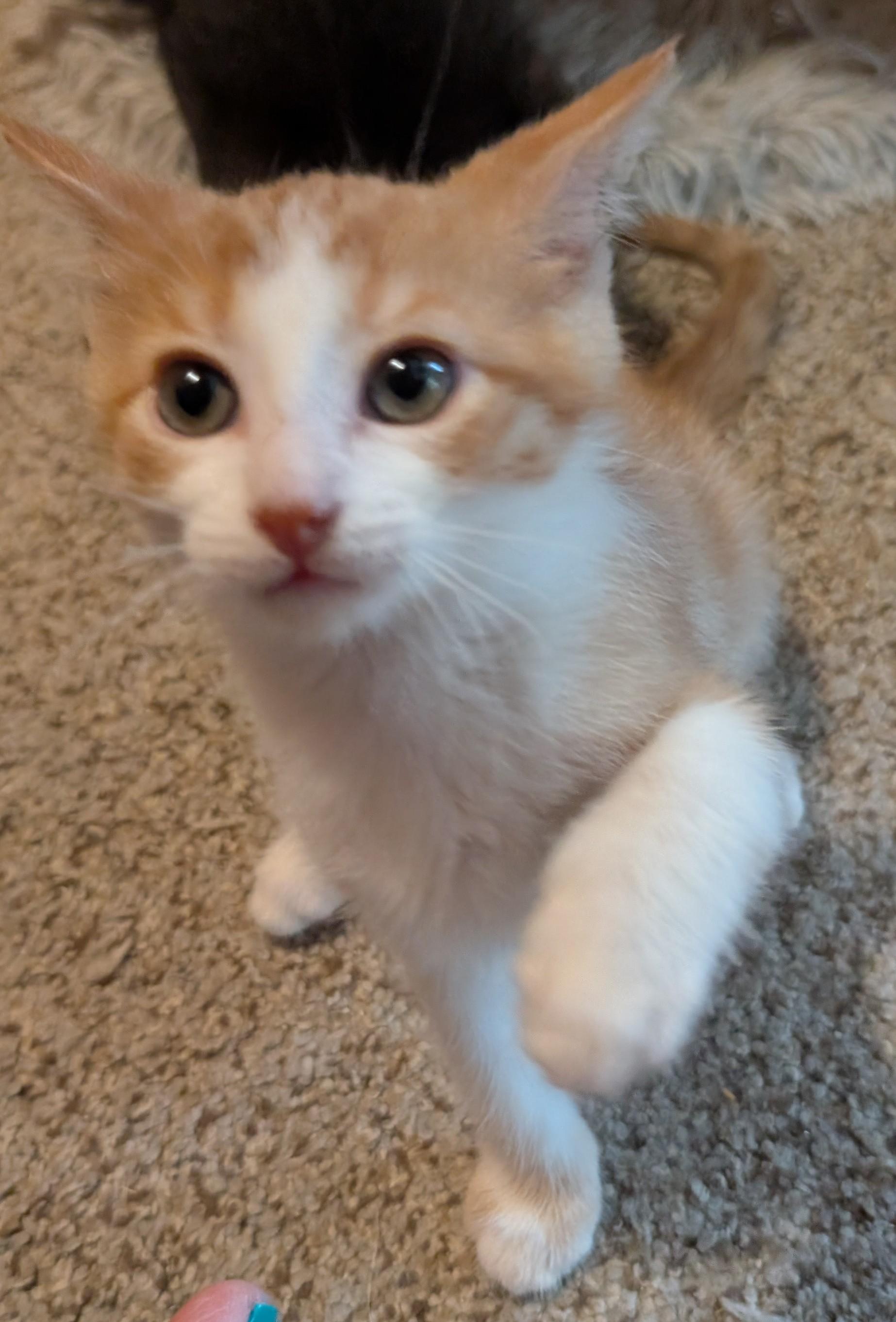 Enlarge Parmesan, a Adoptable Domestic Short Hair in Wadsworth, OH image 3/3