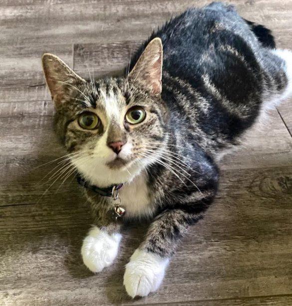 Enlarge Karina, a Adoptable Domestic Short Hair in Buffalo, NY image 1/1