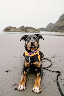 Bear, a Adopted mixed breed in Mckinleyville, CA image 2/5