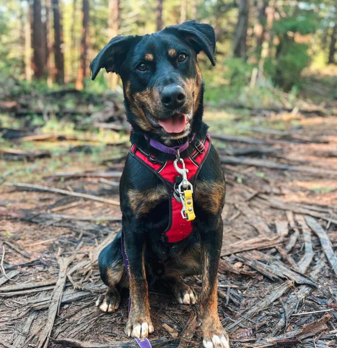 Bear, Adopted, Young Male Australian Kelpie & Rottweiler.
