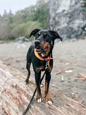 Bear, a Adopted mixed breed in Mckinleyville, CA image 3/5