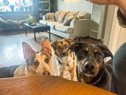 Bear, a Adopted mixed breed in Mckinleyville, CA image 5/5