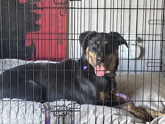 Bear, a Adopted mixed breed in Mckinleyville, CA image 4/5