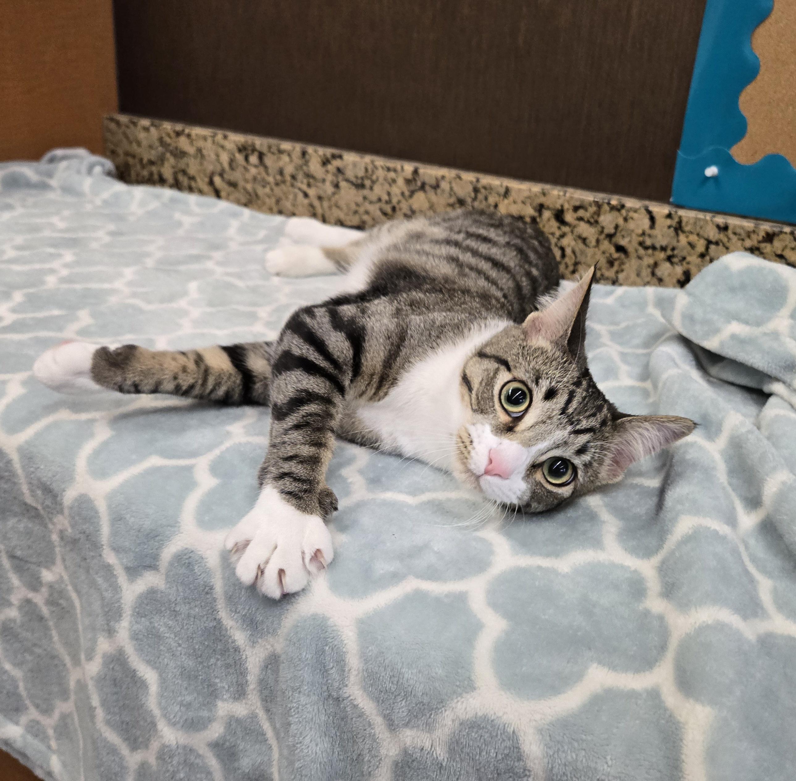 Leo, ADOPTABLE, Kitten Female Domestic Short Hair.