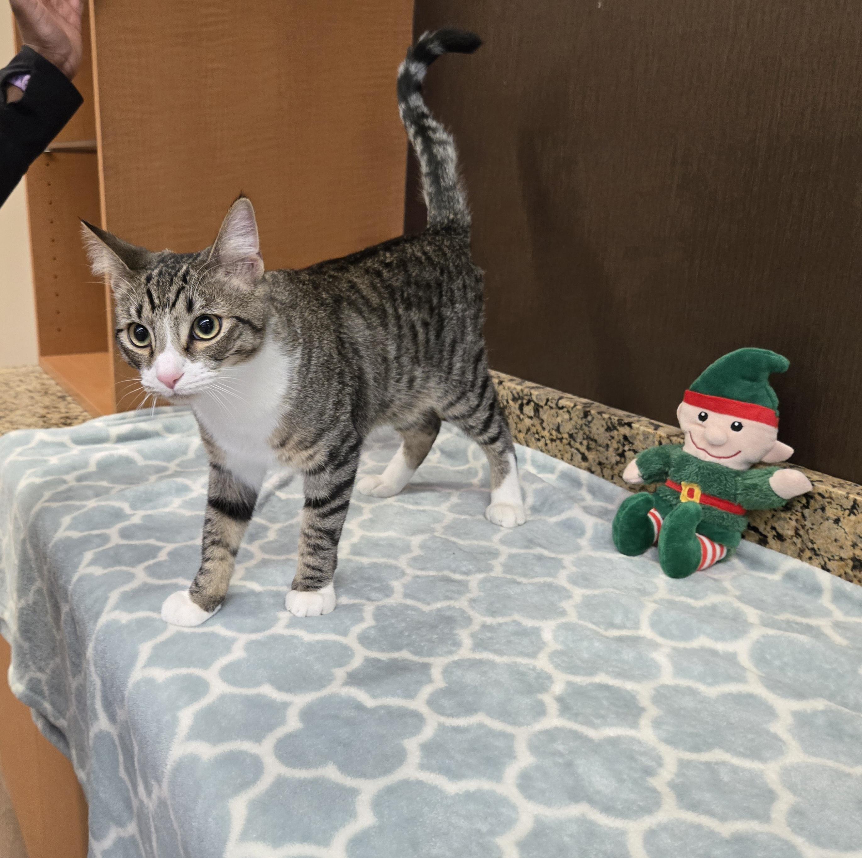 Leo, a ADOPTABLE Domestic Short Hair image 2/5