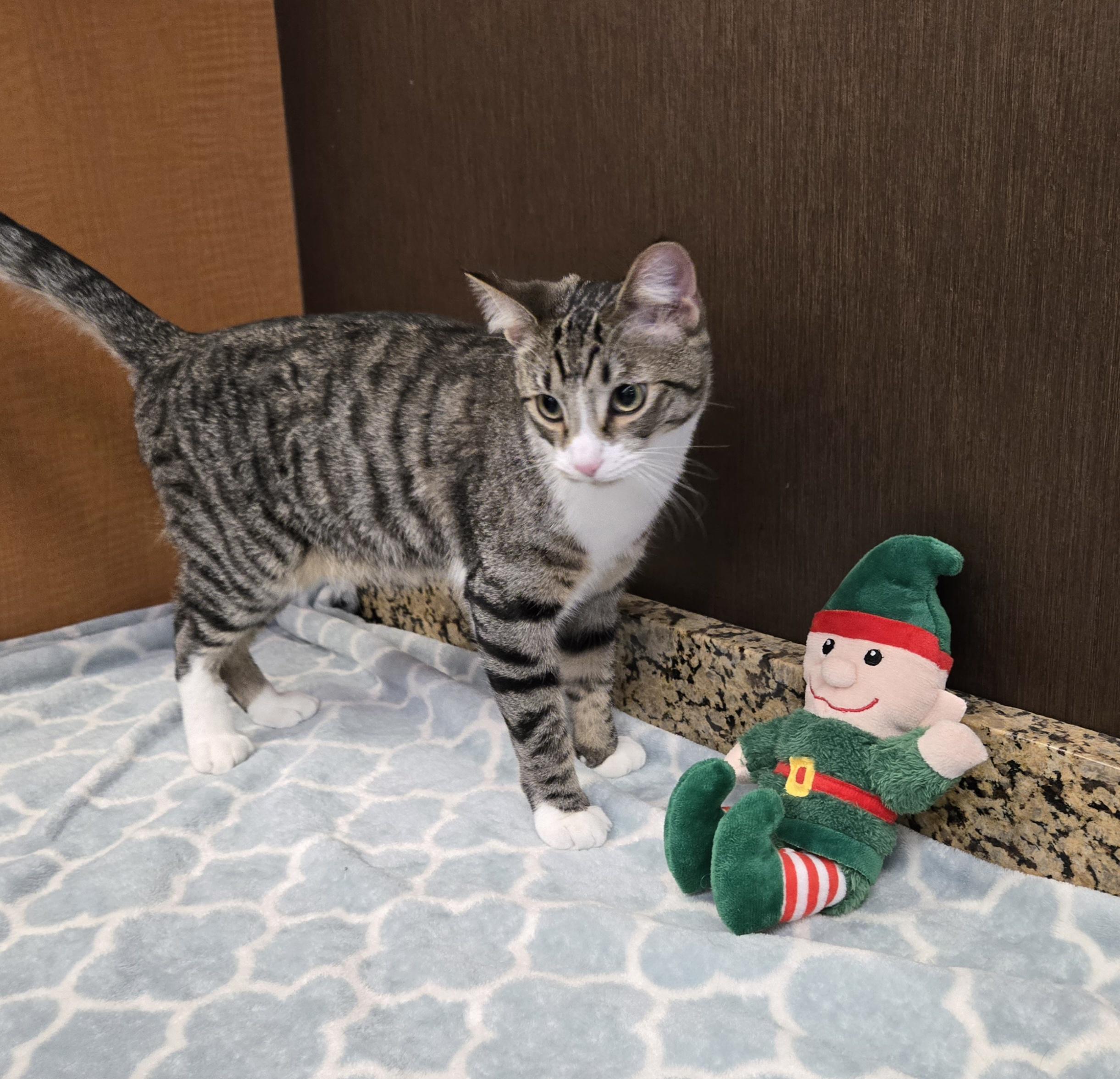 Leo, adopted, Kitten Female Domestic Short Hair.