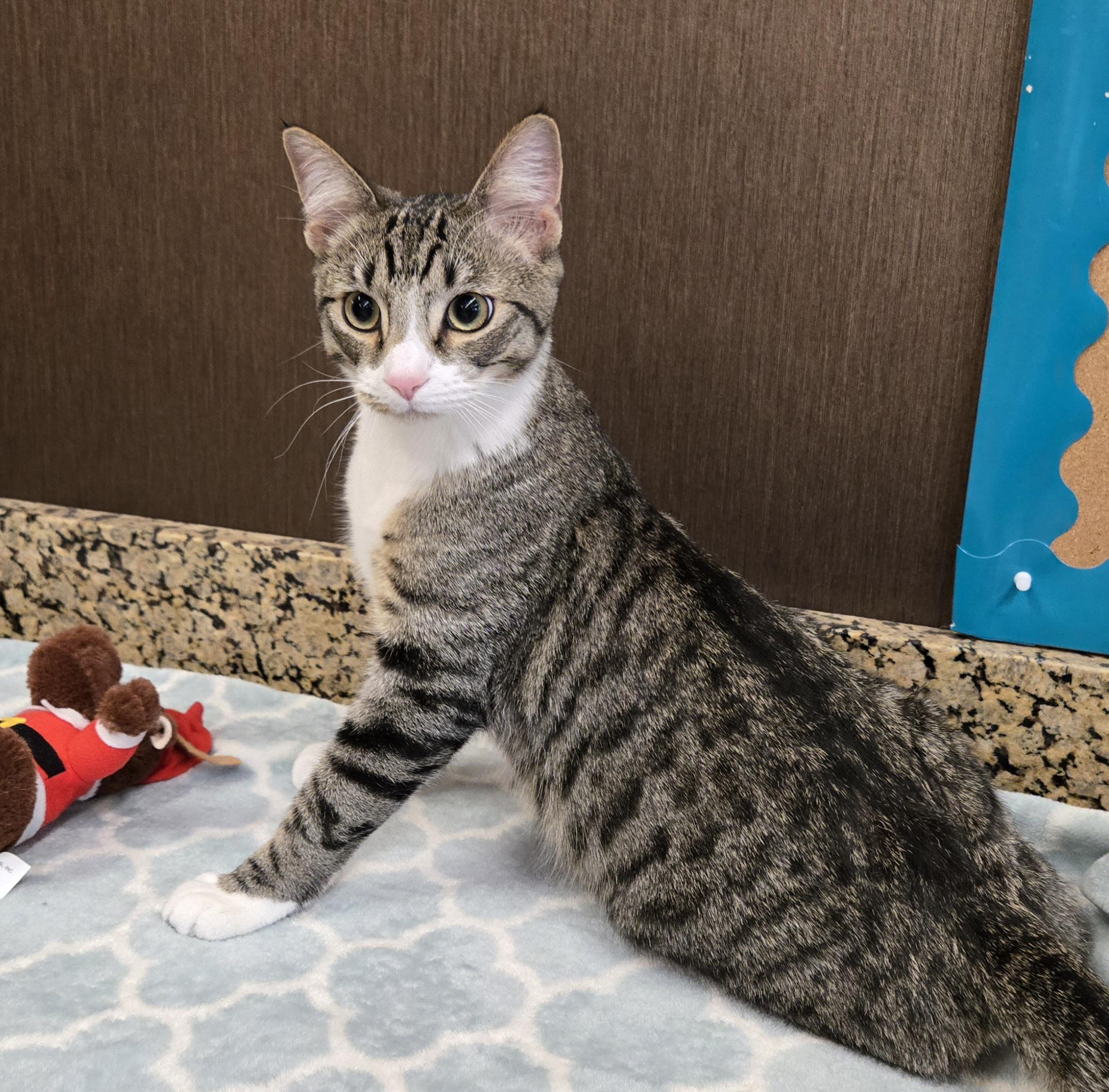 Leo, a ADOPTABLE Domestic Short Hair image 4/5