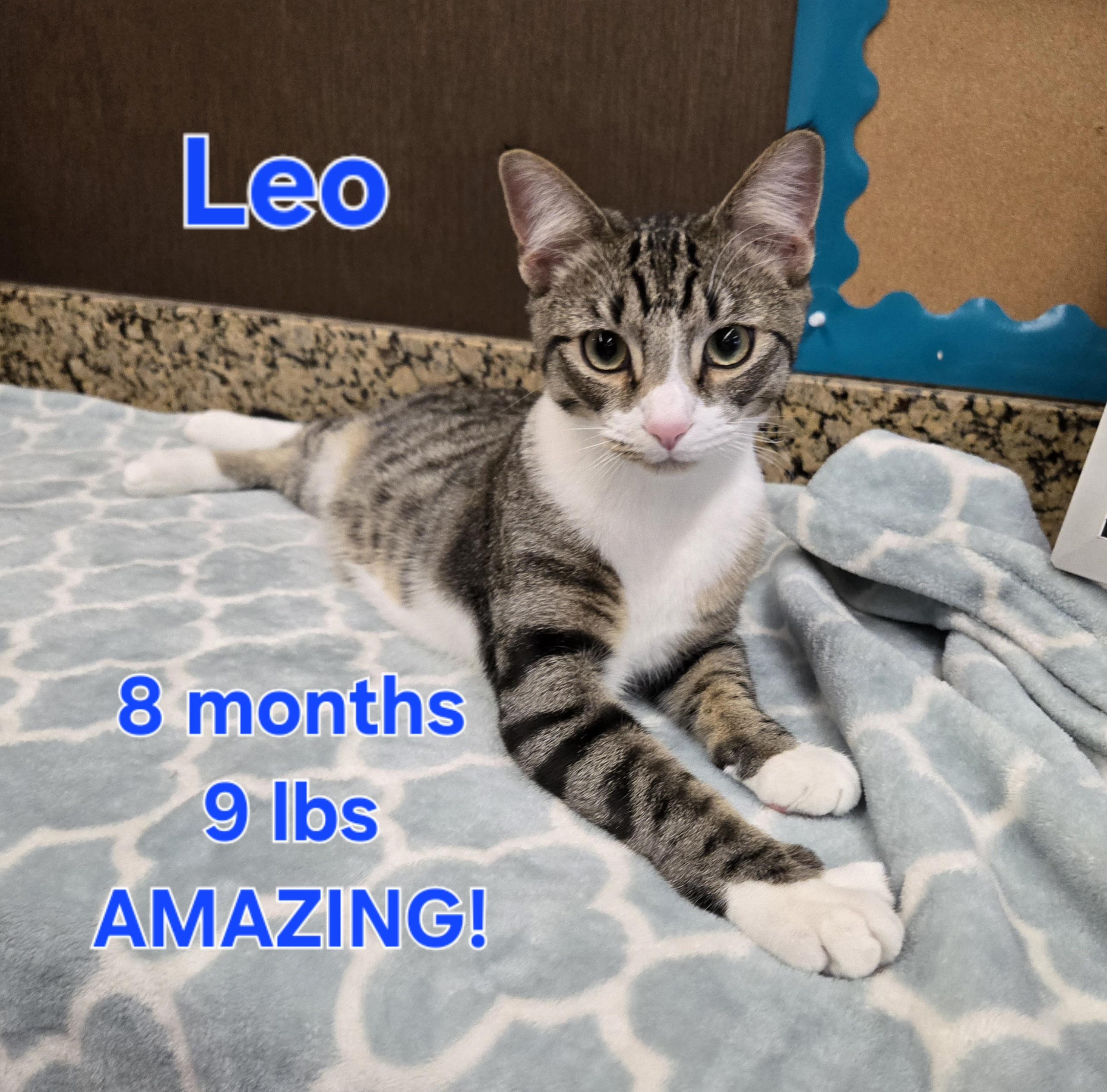 Leo, a ADOPTABLE Domestic Short Hair image 5/5