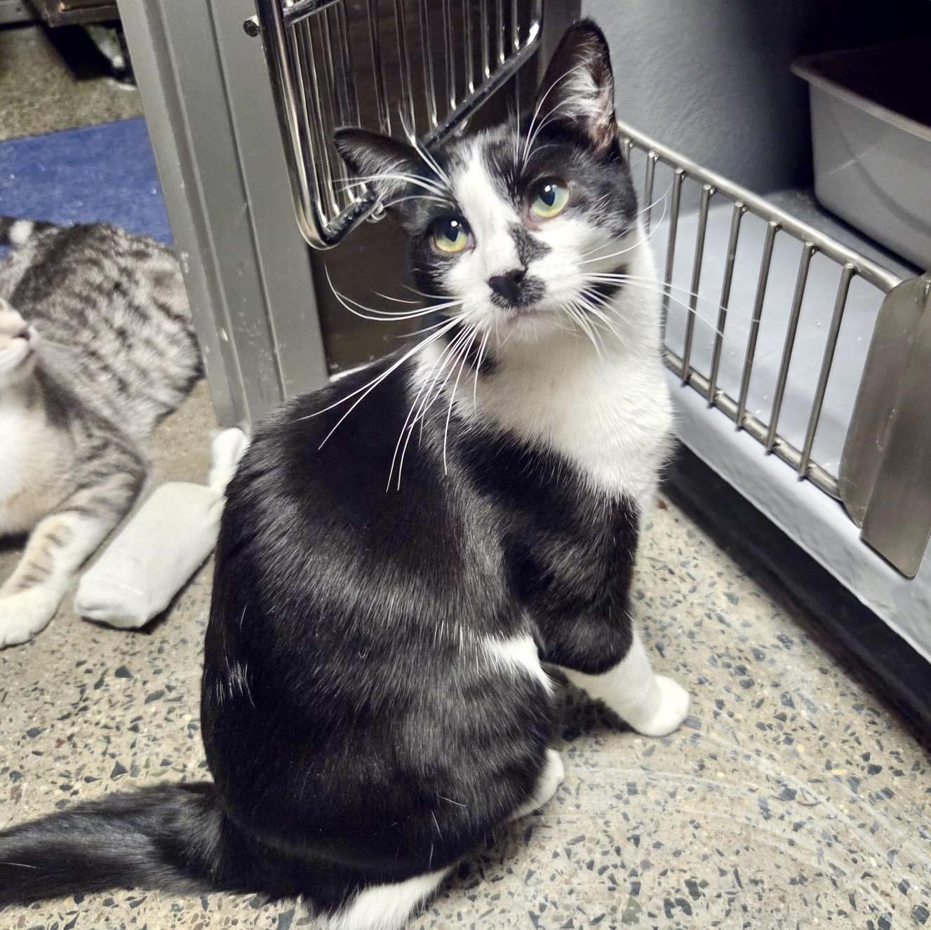 Bailey, ADOPTABLE, Young Male Tuxedo & Domestic Short Hair.