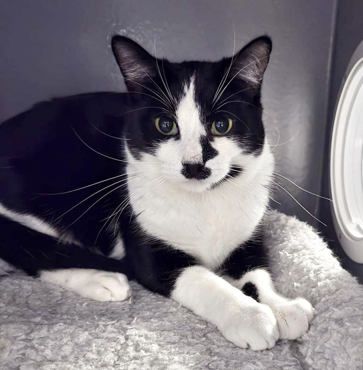 Enlarge Bailey, a ADOPTABLE mixed breed in Toronto, ON image 4/6