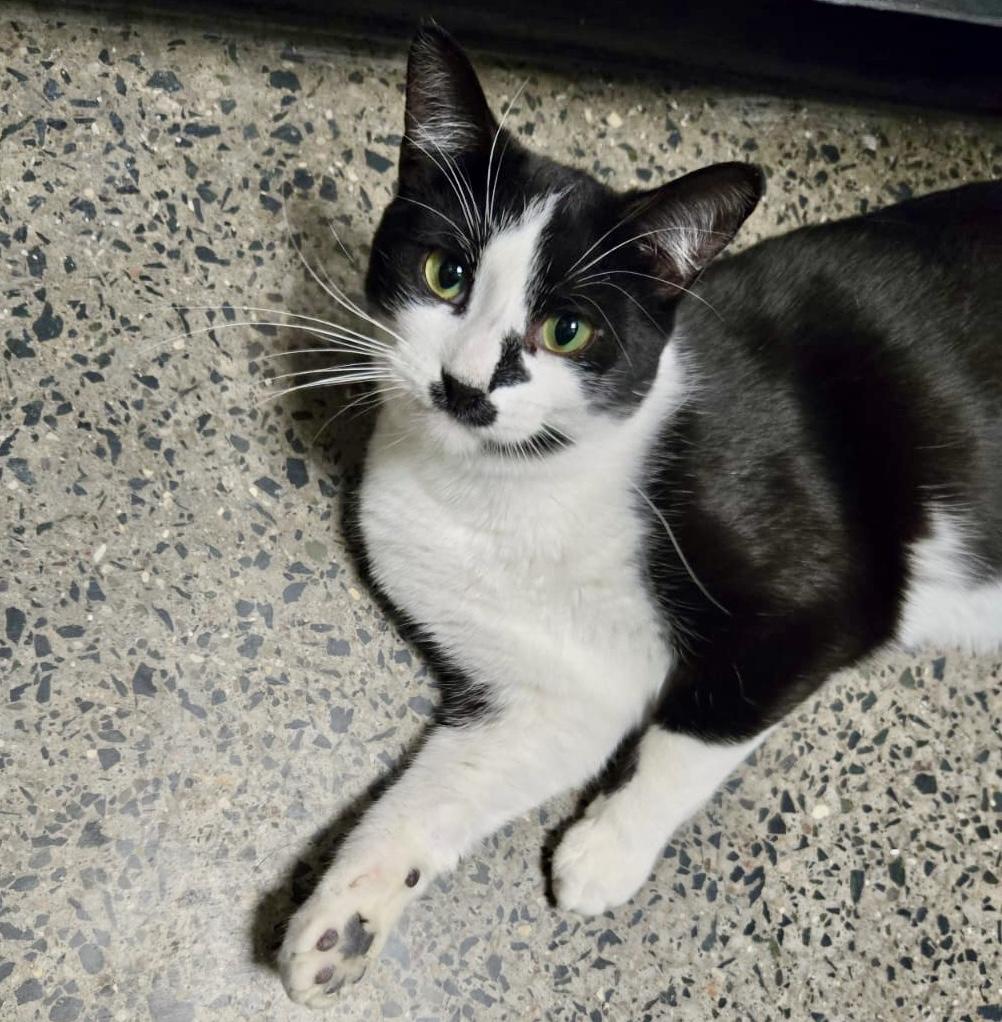 Bailey, ADOPTABLE, Young Male Tuxedo & Domestic Short Hair.