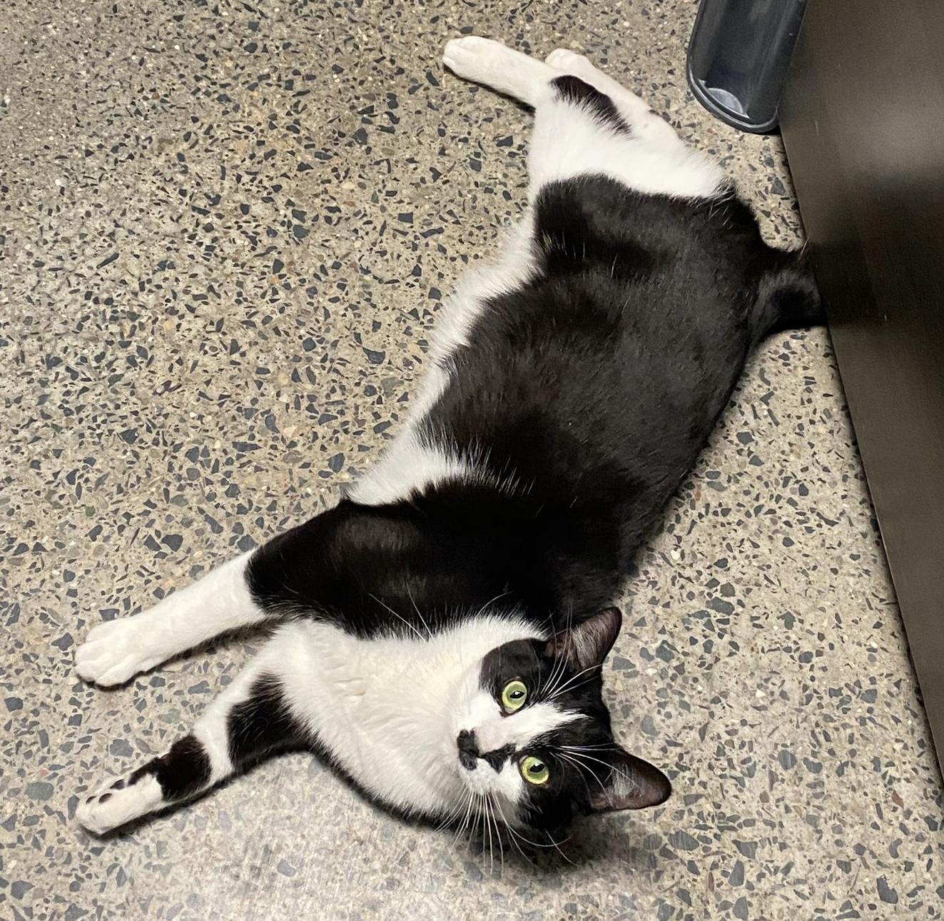 Bailey, ADOPTABLE, Young Male Tuxedo & Domestic Short Hair.