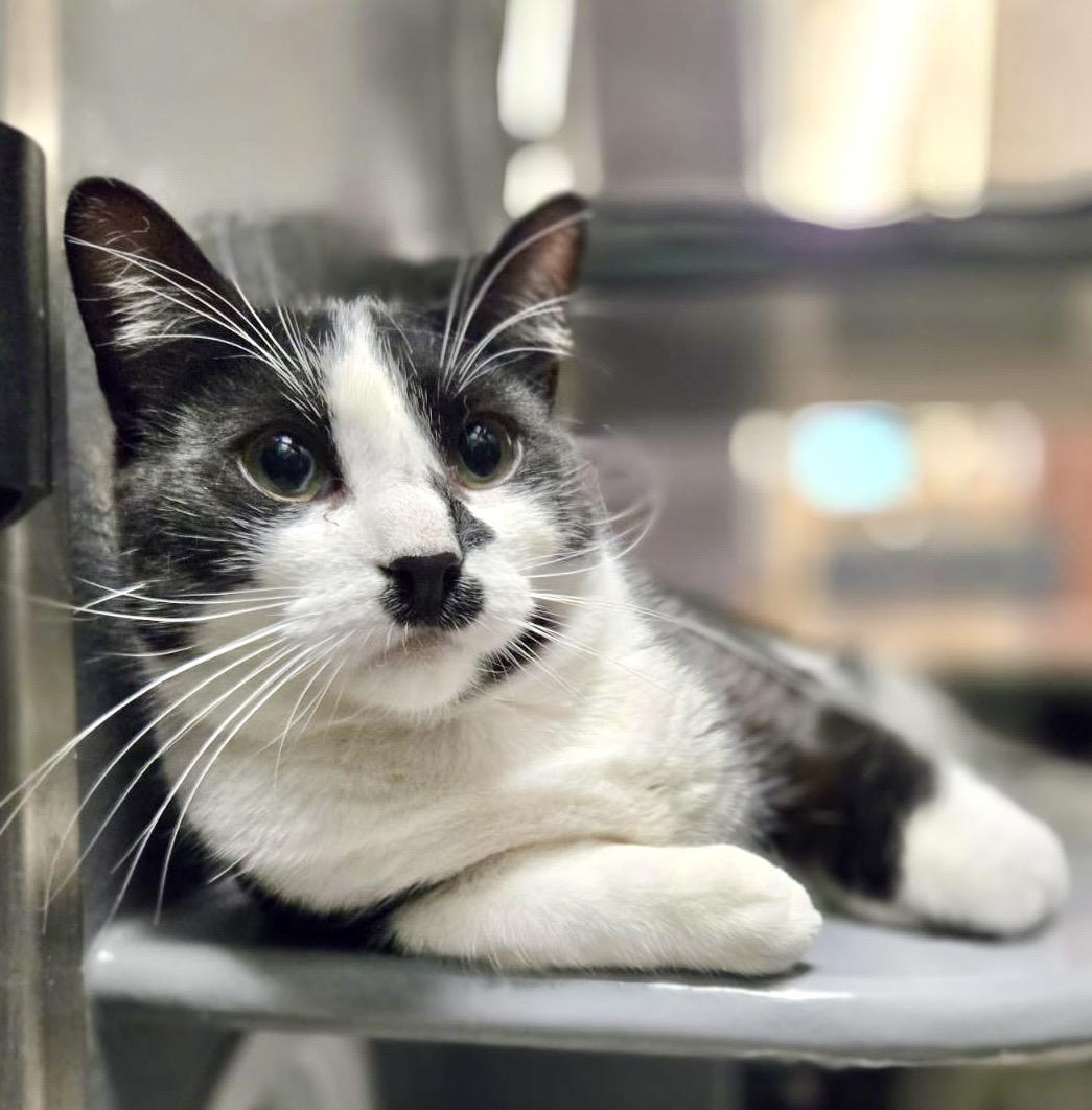 Enlarge Bailey, a ADOPTABLE mixed breed in Toronto, ON image 2/6