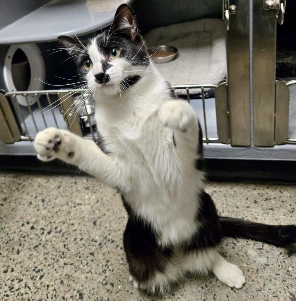 Enlarge Bailey, a ADOPTABLE mixed breed in Toronto, ON image 3/6