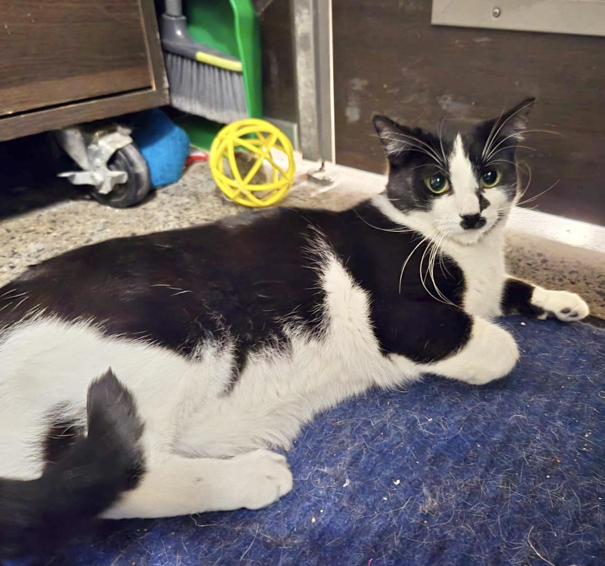 Enlarge Bailey, a ADOPTABLE mixed breed in Toronto, ON image 5/6