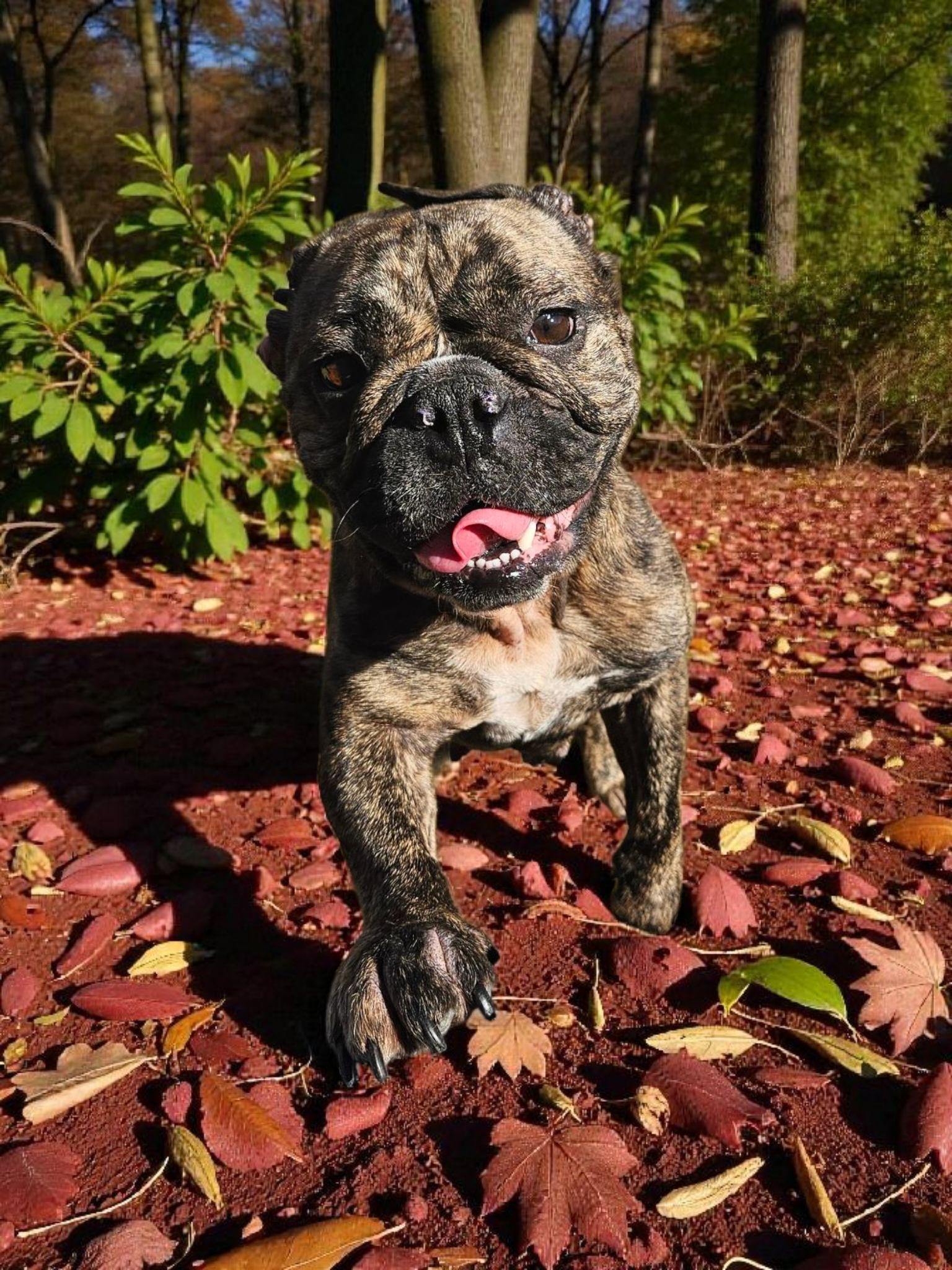 Myla, Adoptable, Adult Female French Bulldog.