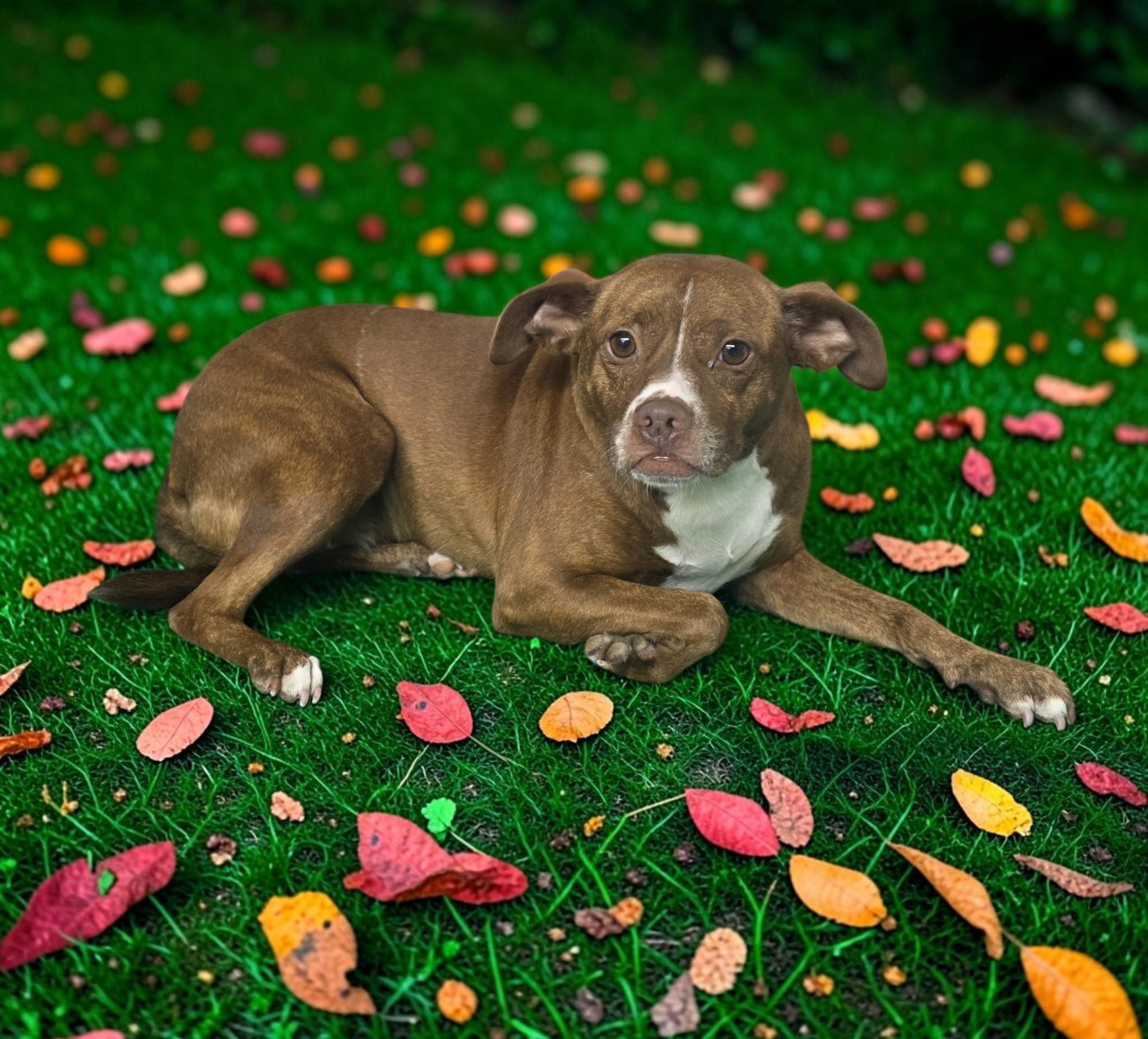 Krystal, Adoptable, Adult Female Boston Terrier.