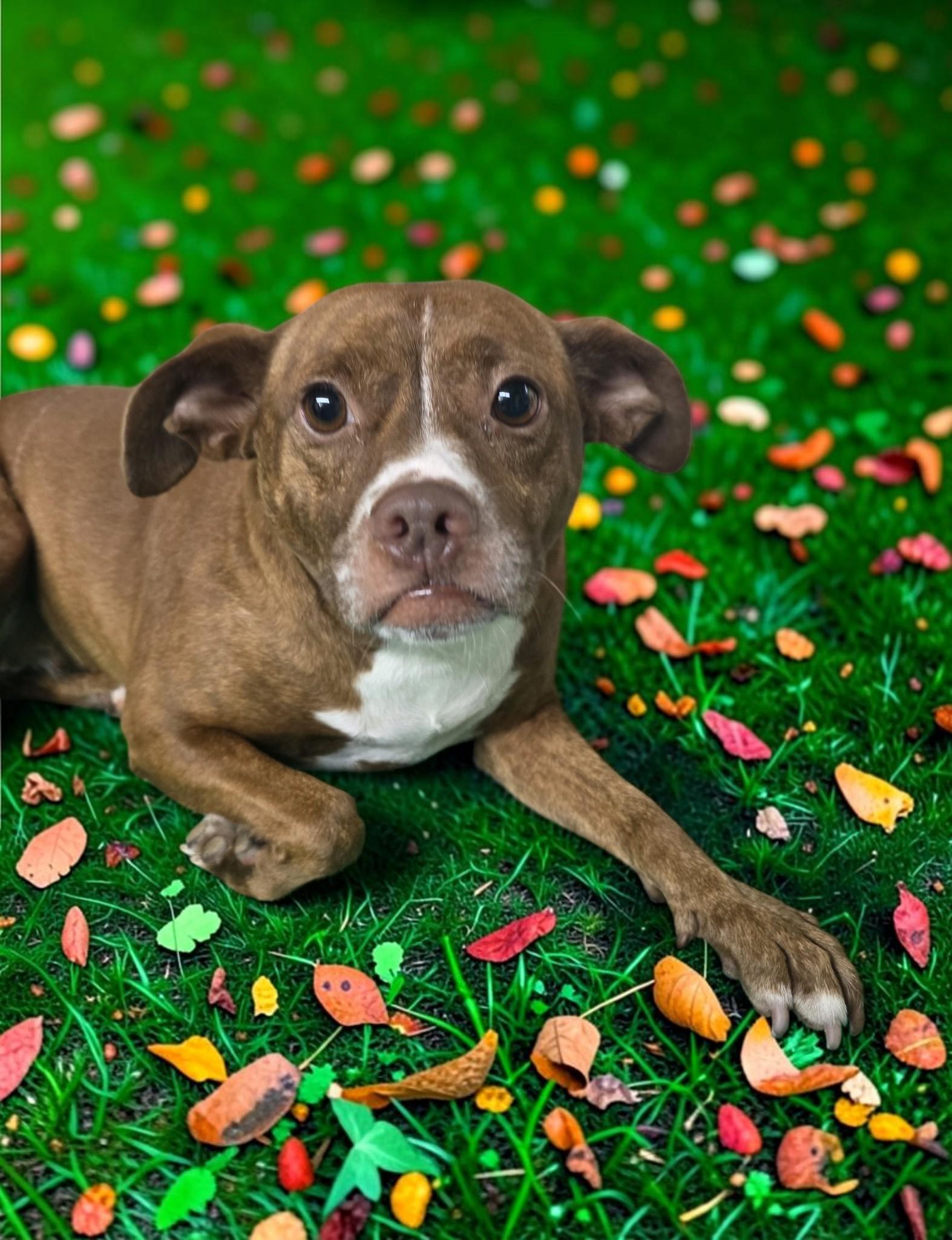 Enlarge Krystal, a Adoptable mixed breed in Dallas, GA image 2/2