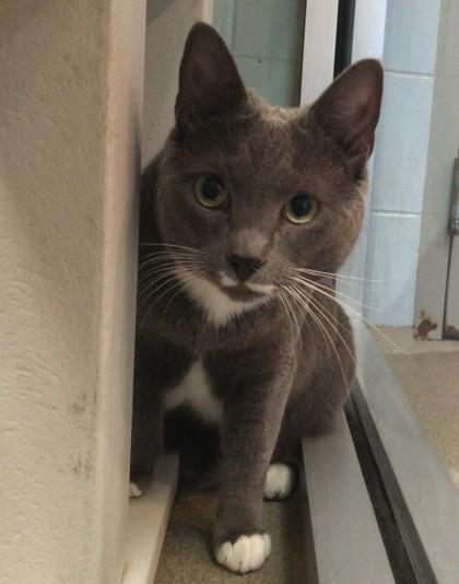 Jenson — thumbnail 2