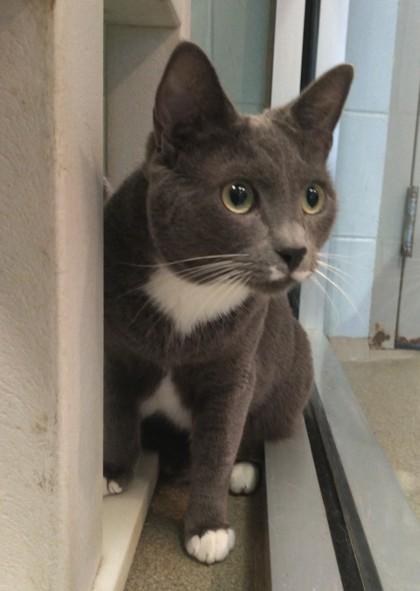 Jenson — thumbnail 3