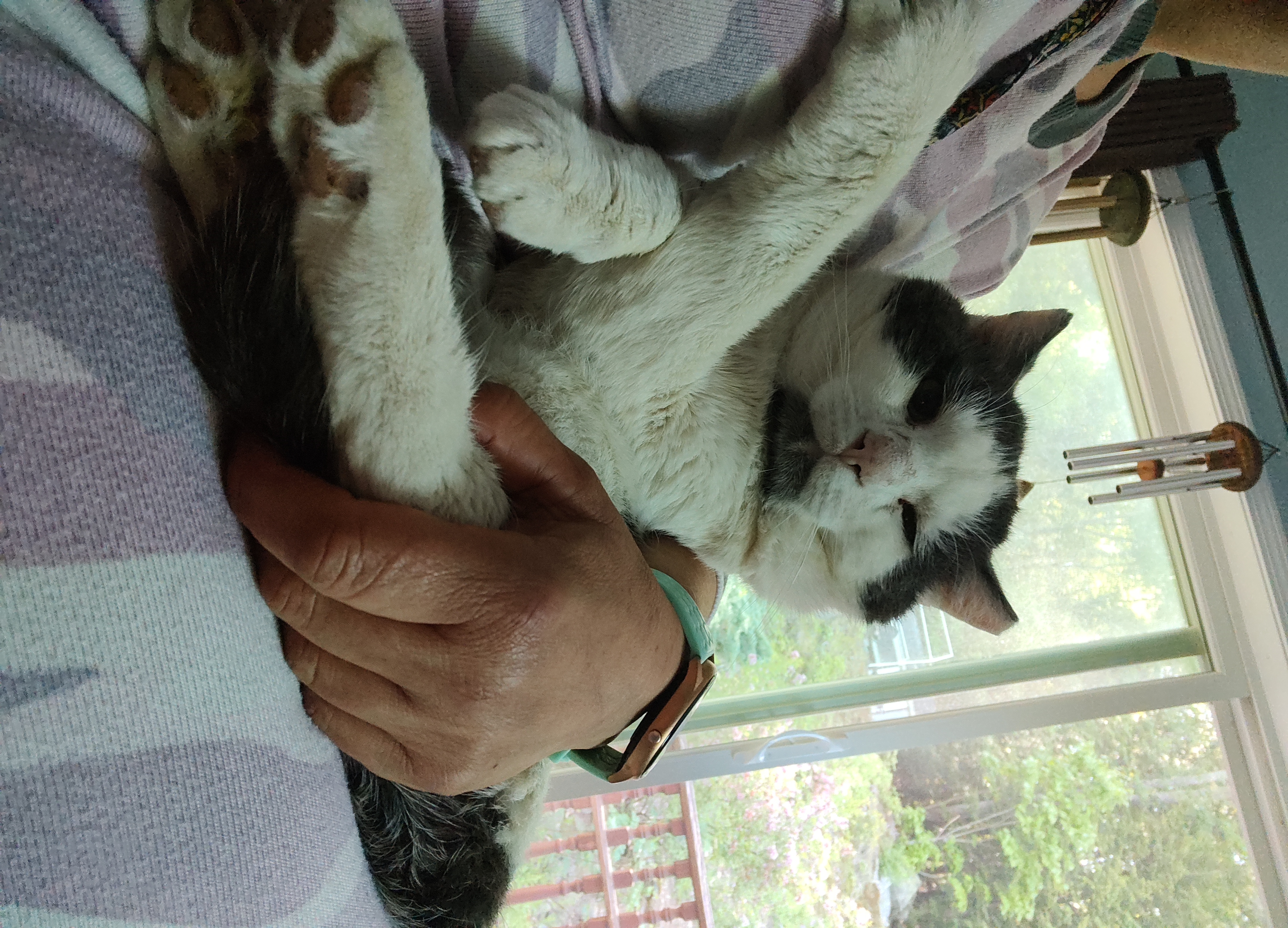 Rocky Balboa, Adult Male Domestic Short Hair