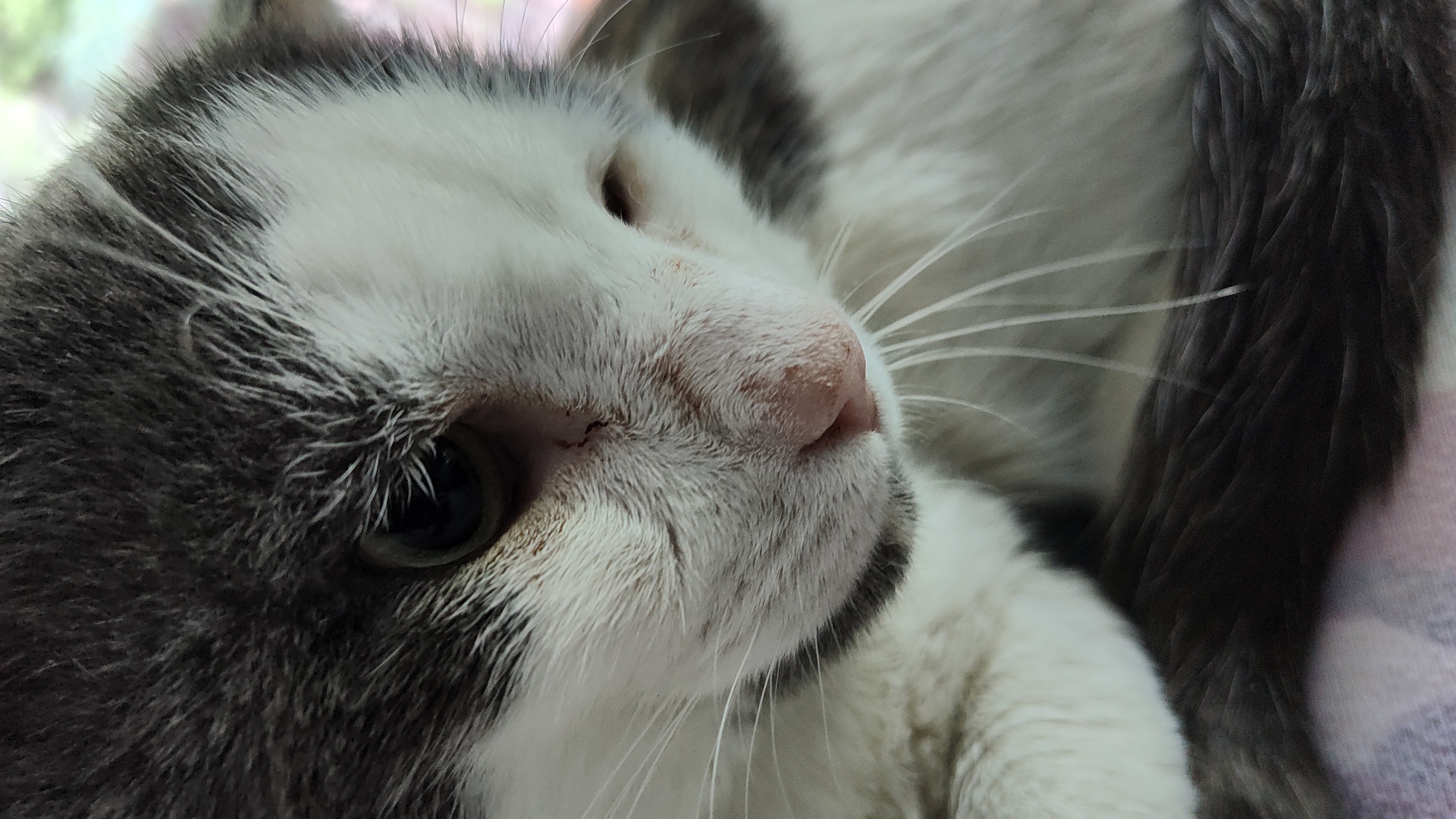 Rocky Balboa, an adoptable Domestic Short Hair in Huntington, MA, 01050 | Photo Image 4