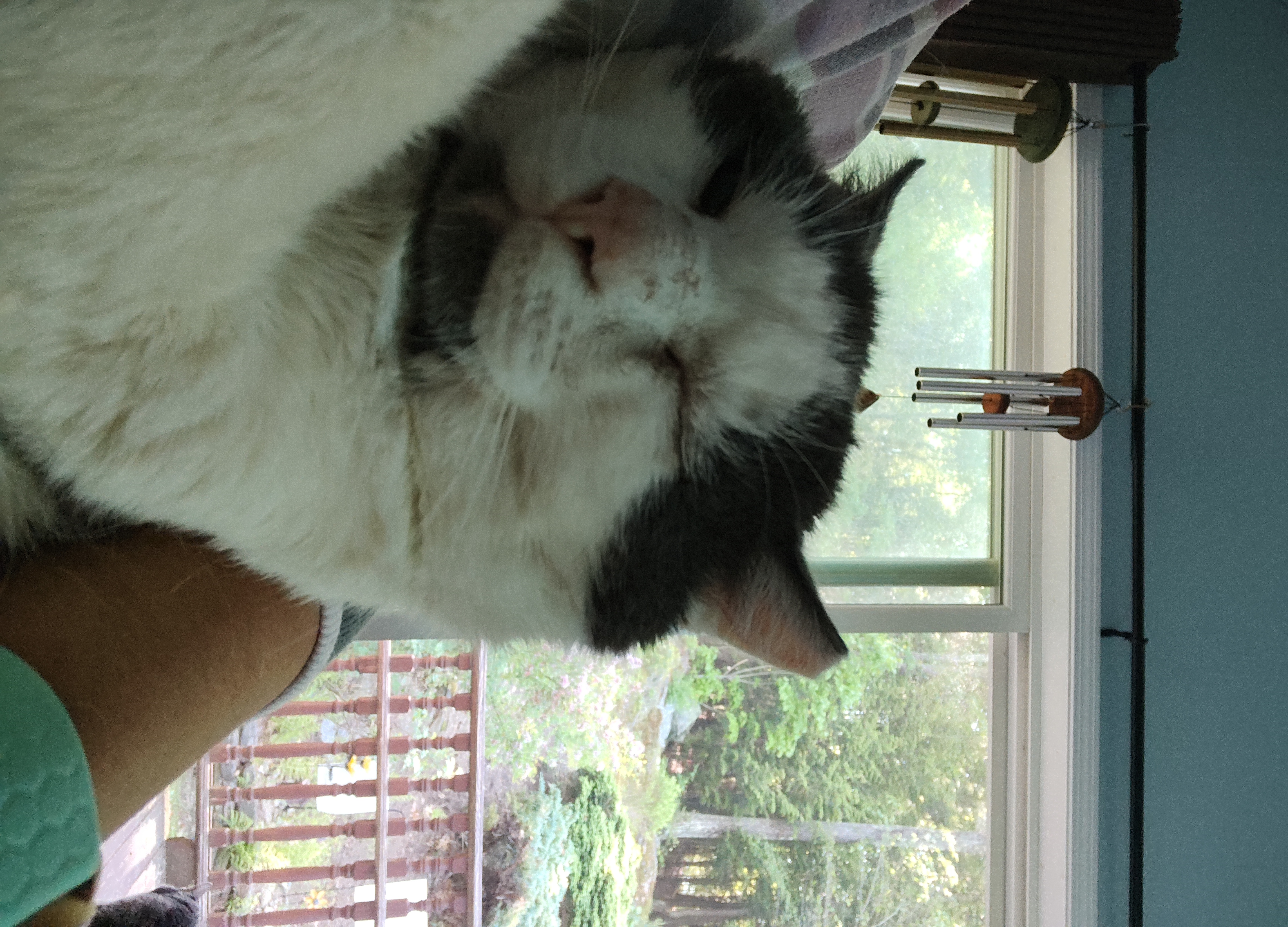 Rocky Balboa, an adoptable Domestic Short Hair in Huntington, MA, 01050 | Photo Image 5