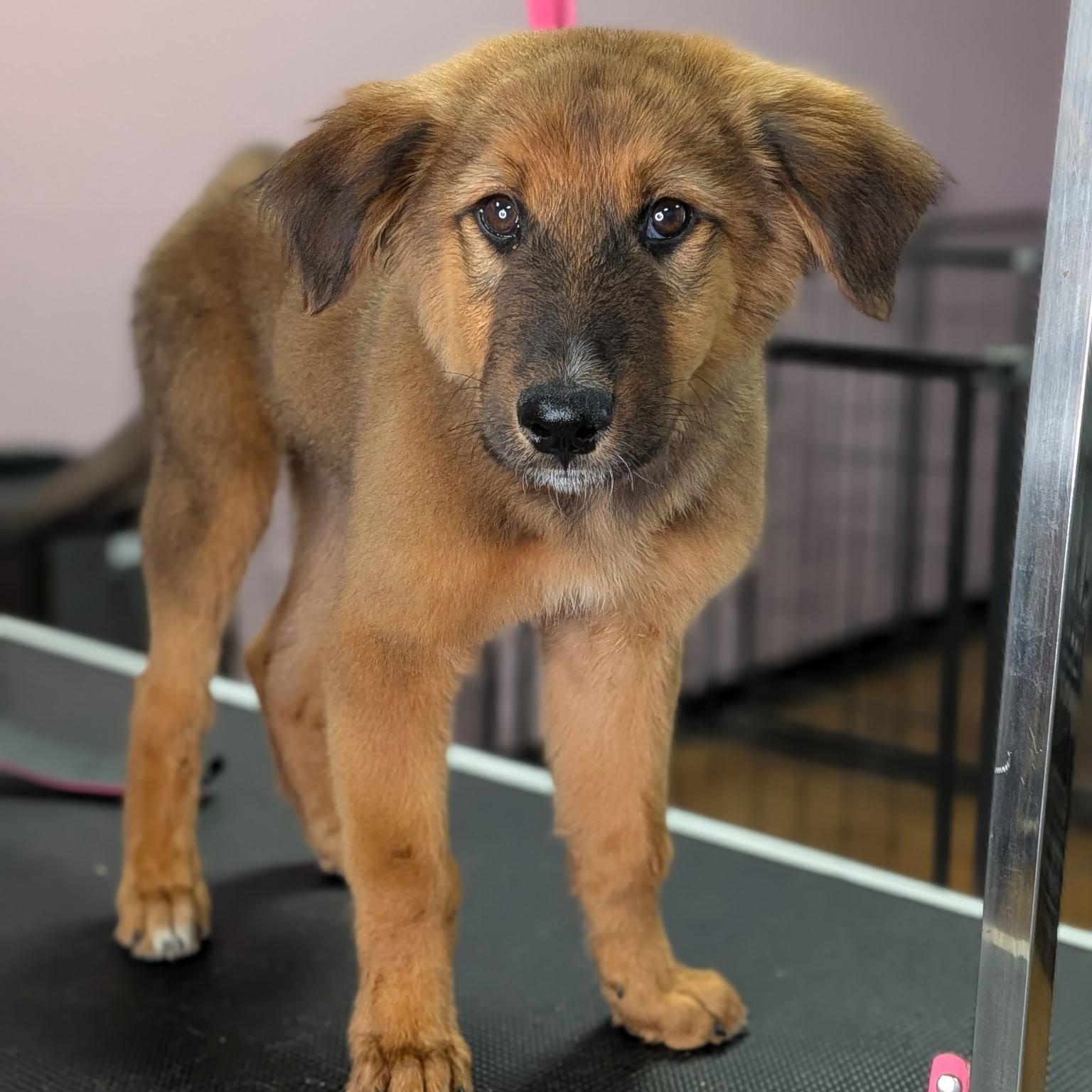 Enlarge Baby Echo, a ADOPTABLE mixed breed in Van Nuys, CA image 3/3