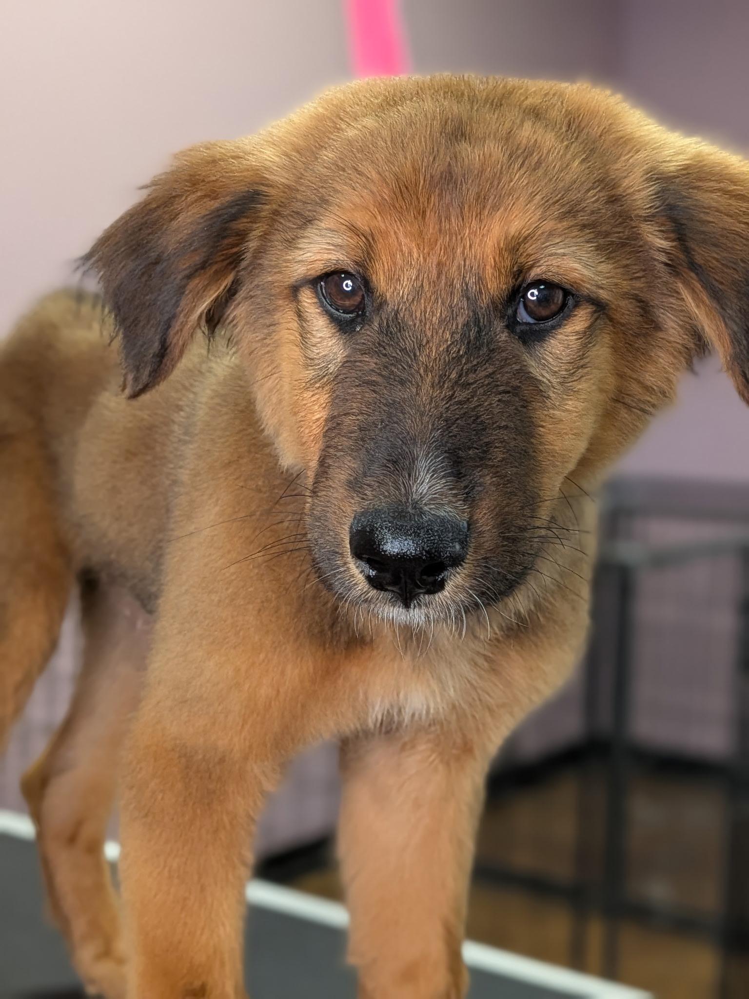 Enlarge Baby Echo, a ADOPTABLE mixed breed in Van Nuys, CA image 1/3