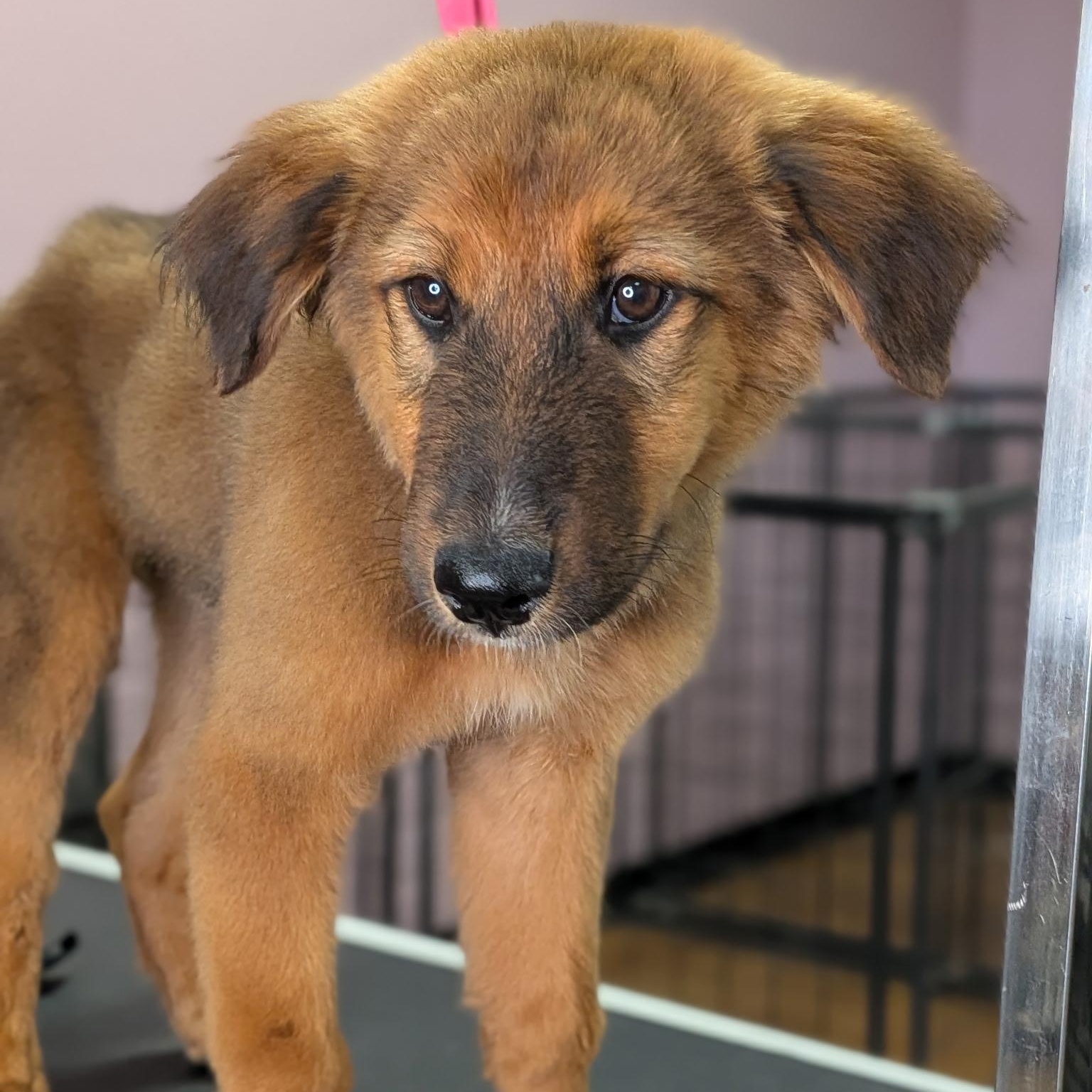 Enlarge Baby Echo, a ADOPTABLE mixed breed in Van Nuys, CA image 2/3