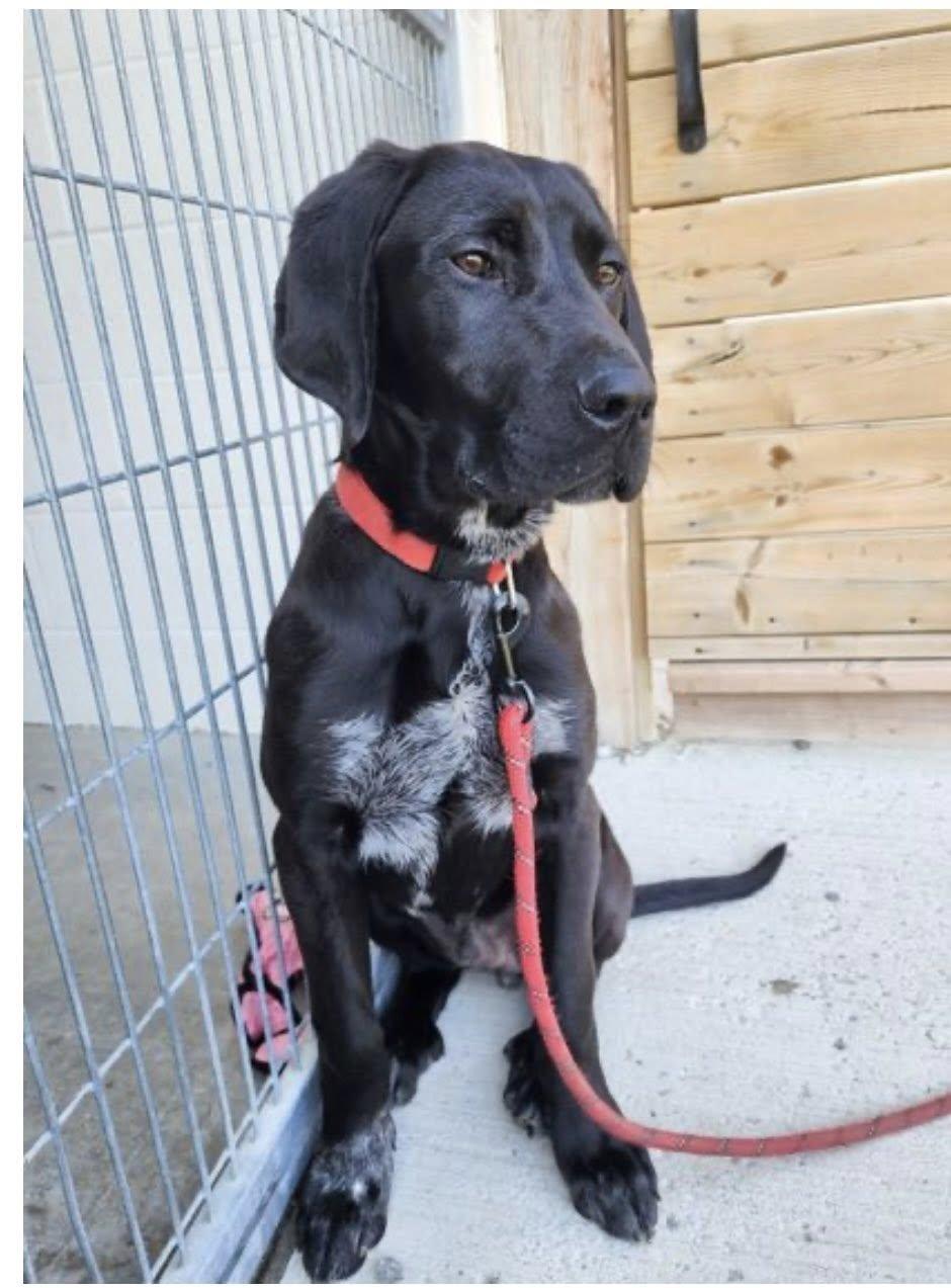 ZACK (FOSTER OR FOSTER TO ADOPT), a ADOPTABLE mixed breed in Ajax, ON image 3/4