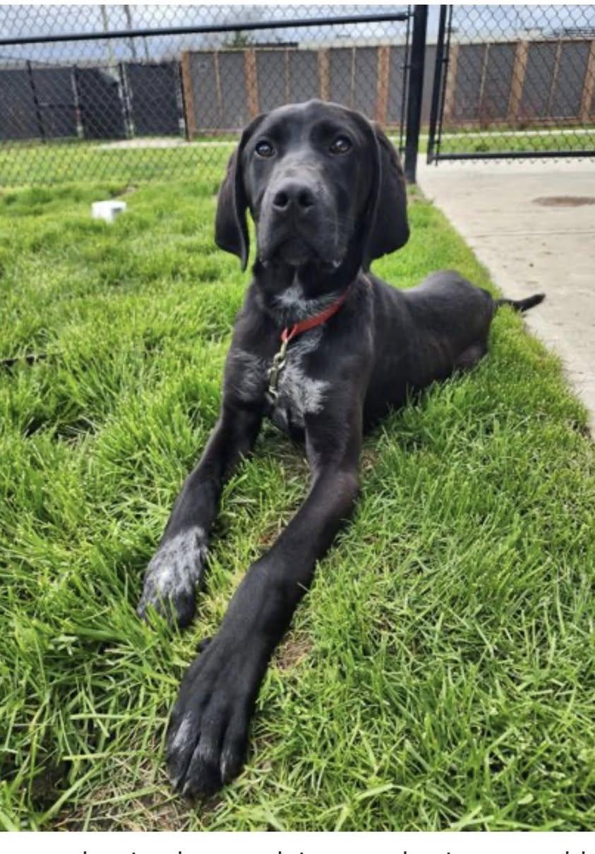 ZACK (FOSTER OR FOSTER TO ADOPT), ADOPTABLE, Puppy Male Mixed Breed.