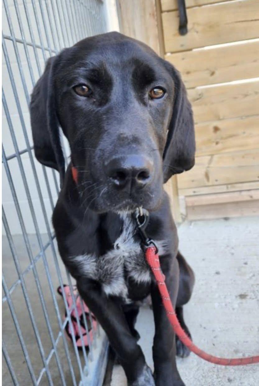ZACK (FOSTER OR FOSTER TO ADOPT), a ADOPTABLE mixed breed in Ajax, ON image 4/4
