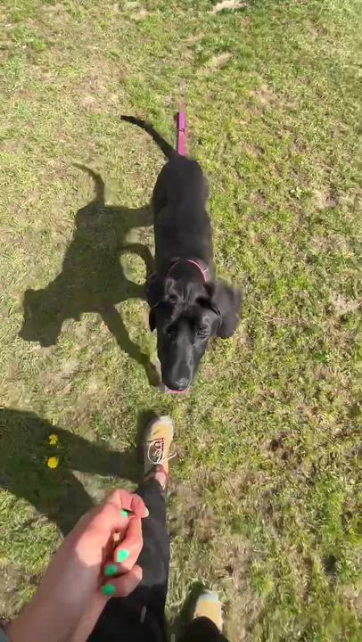 Enlarge ZACK (FOSTER OR FOSTER TO ADOPT), a ADOPTABLE mixed breed in Ajax, ON video 2/4