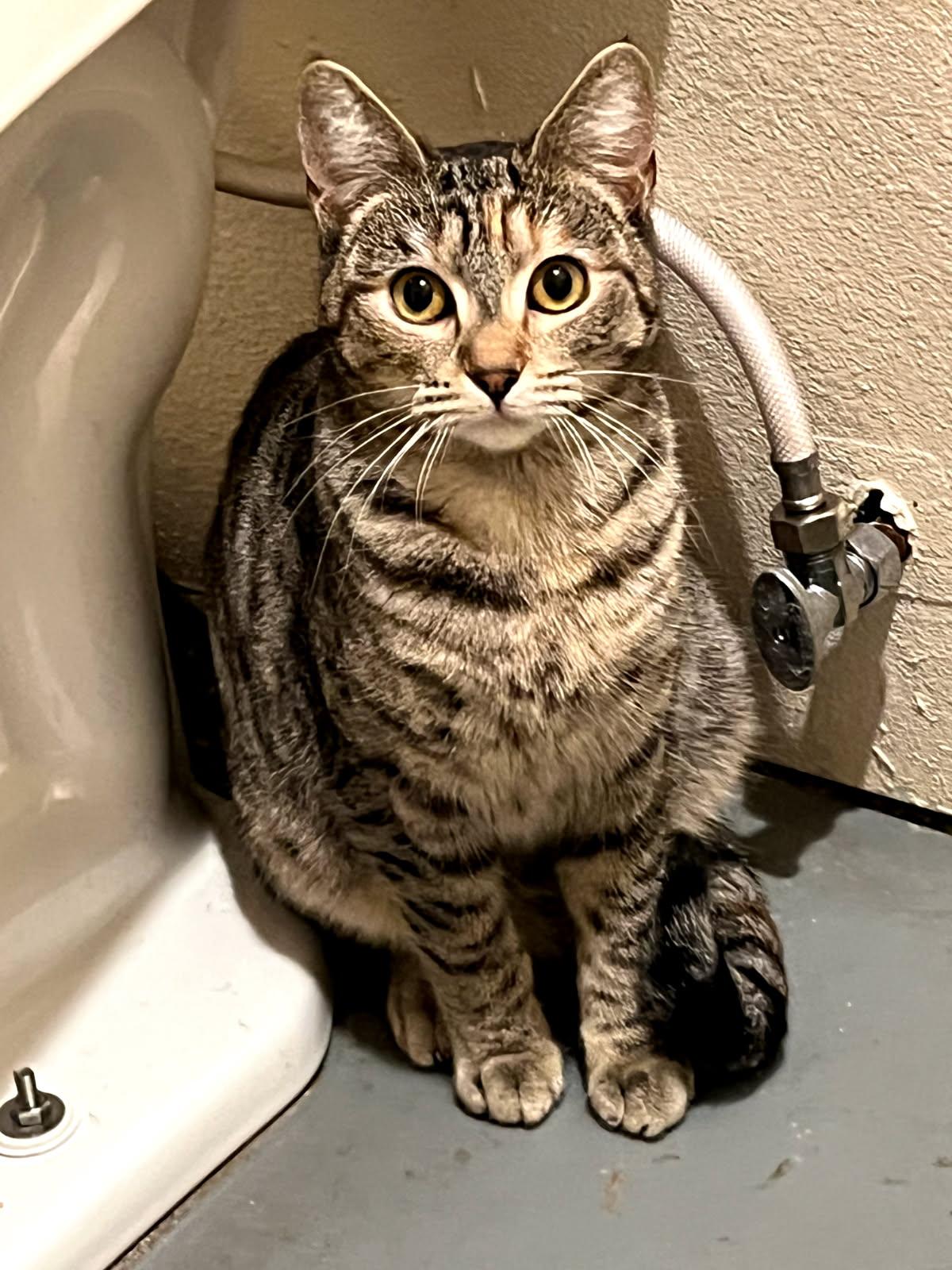 Rae, Adoptable, Young Female Domestic Short Hair.