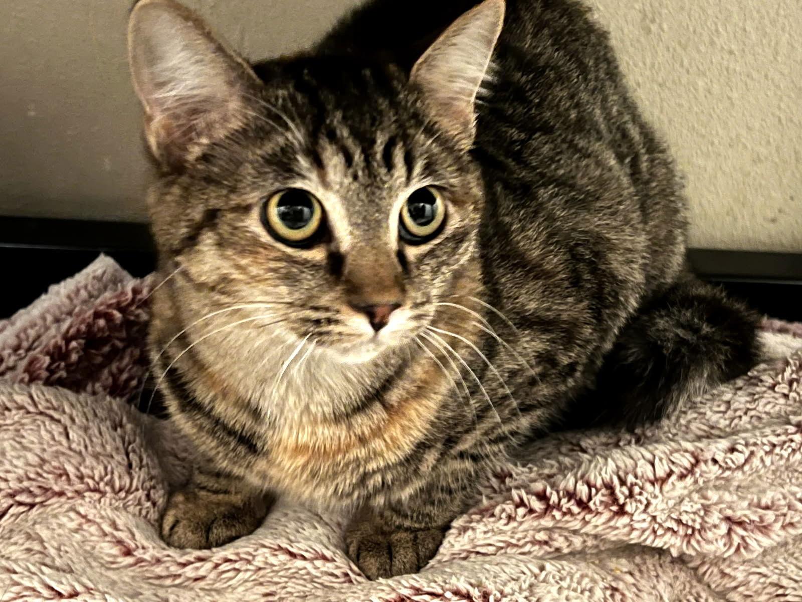 Enlarge Rae, a Adoptable Domestic Short Hair in Paradise, CA image 2/2