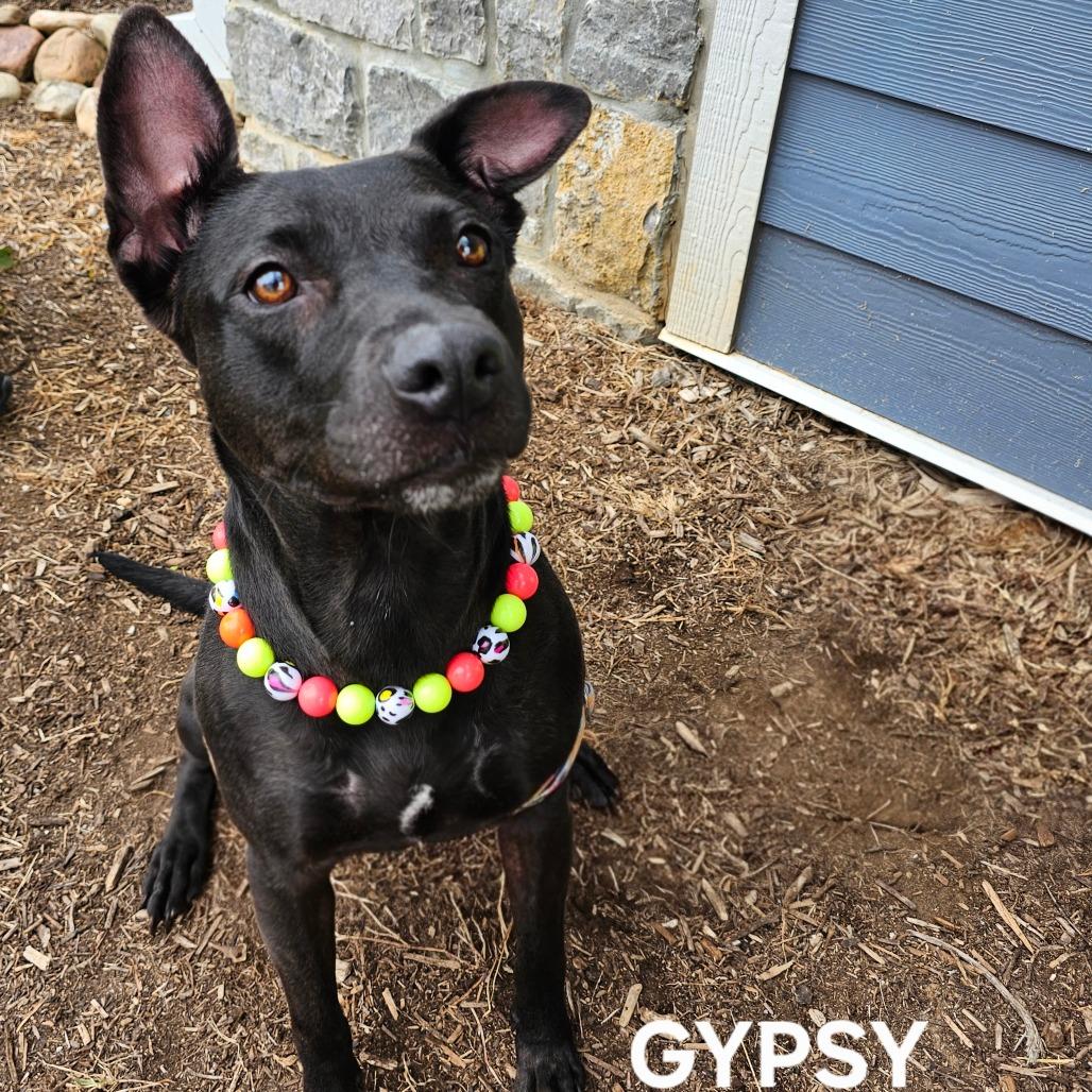 Enlarge Gypsy, a Adoptable mixed breed in Madisonville, TN image 1/4