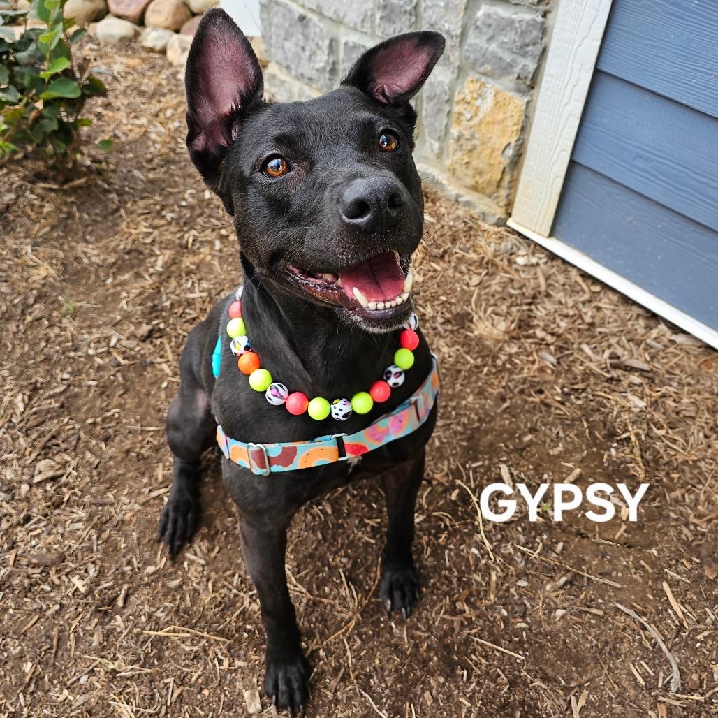 Enlarge Gypsy, a Adoptable mixed breed in Madisonville, TN image 2/4