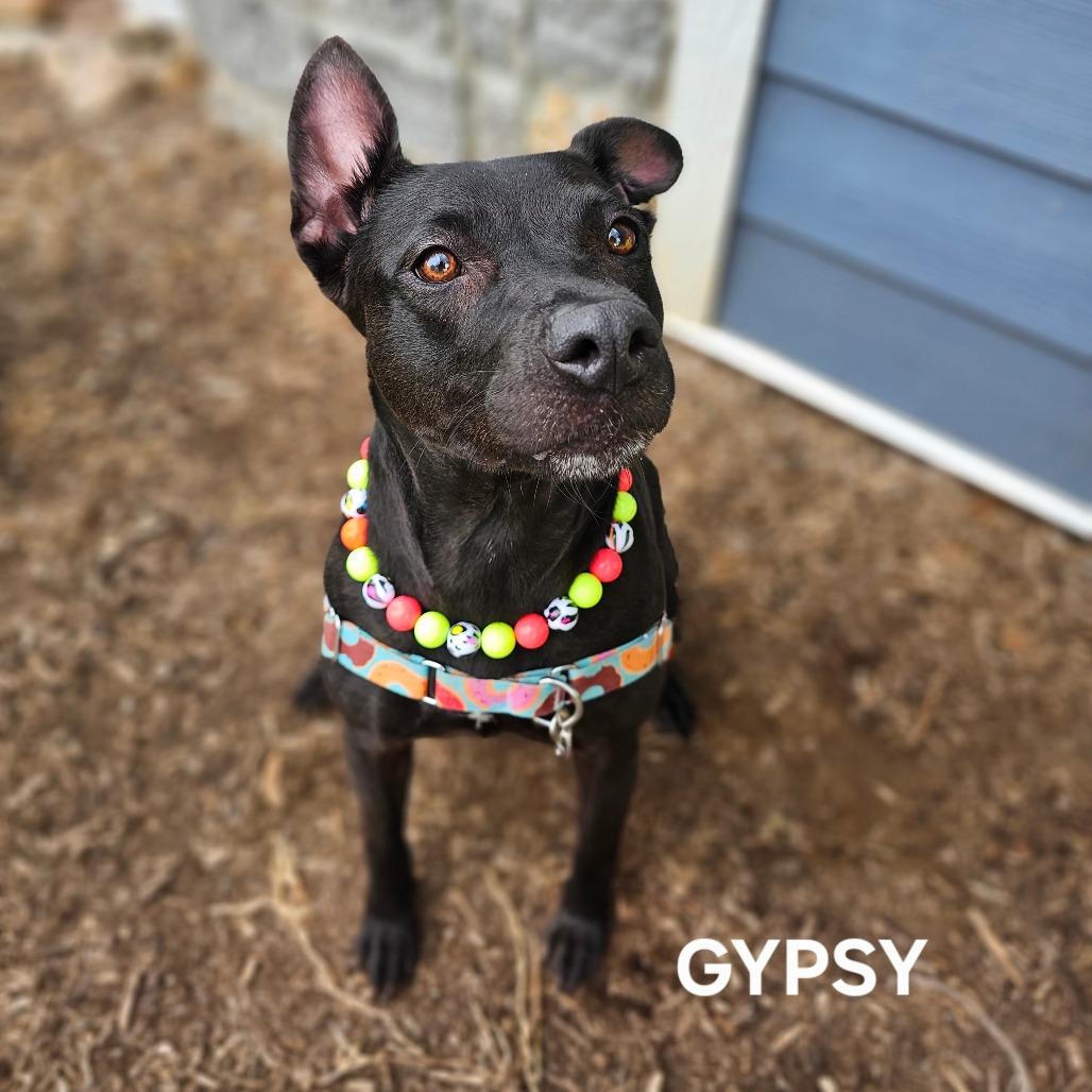 Enlarge Gypsy, a Adoptable mixed breed in Madisonville, TN image 3/4