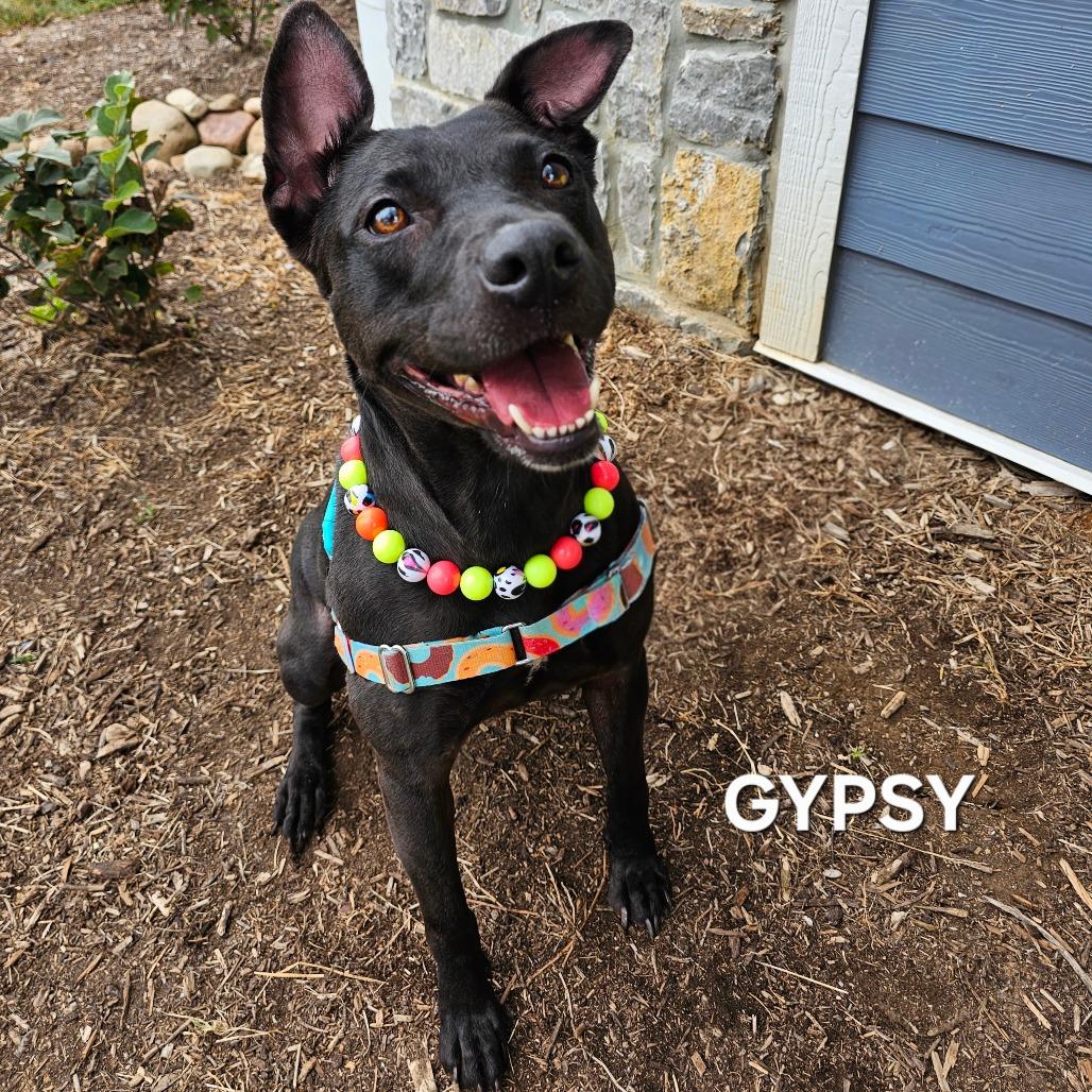 Enlarge Gypsy, a Adoptable mixed breed in Madisonville, TN image 4/4