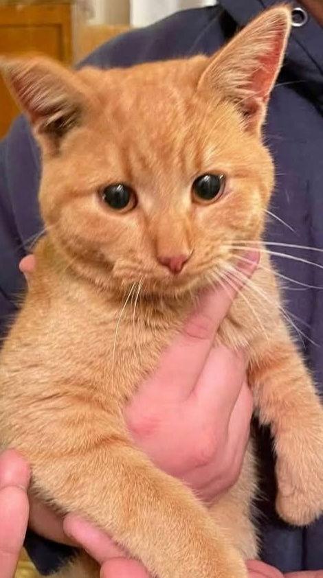 Enlarge Bobbi C4773, a Adopted Domestic Short Hair in minneapolis, MN image 1/1